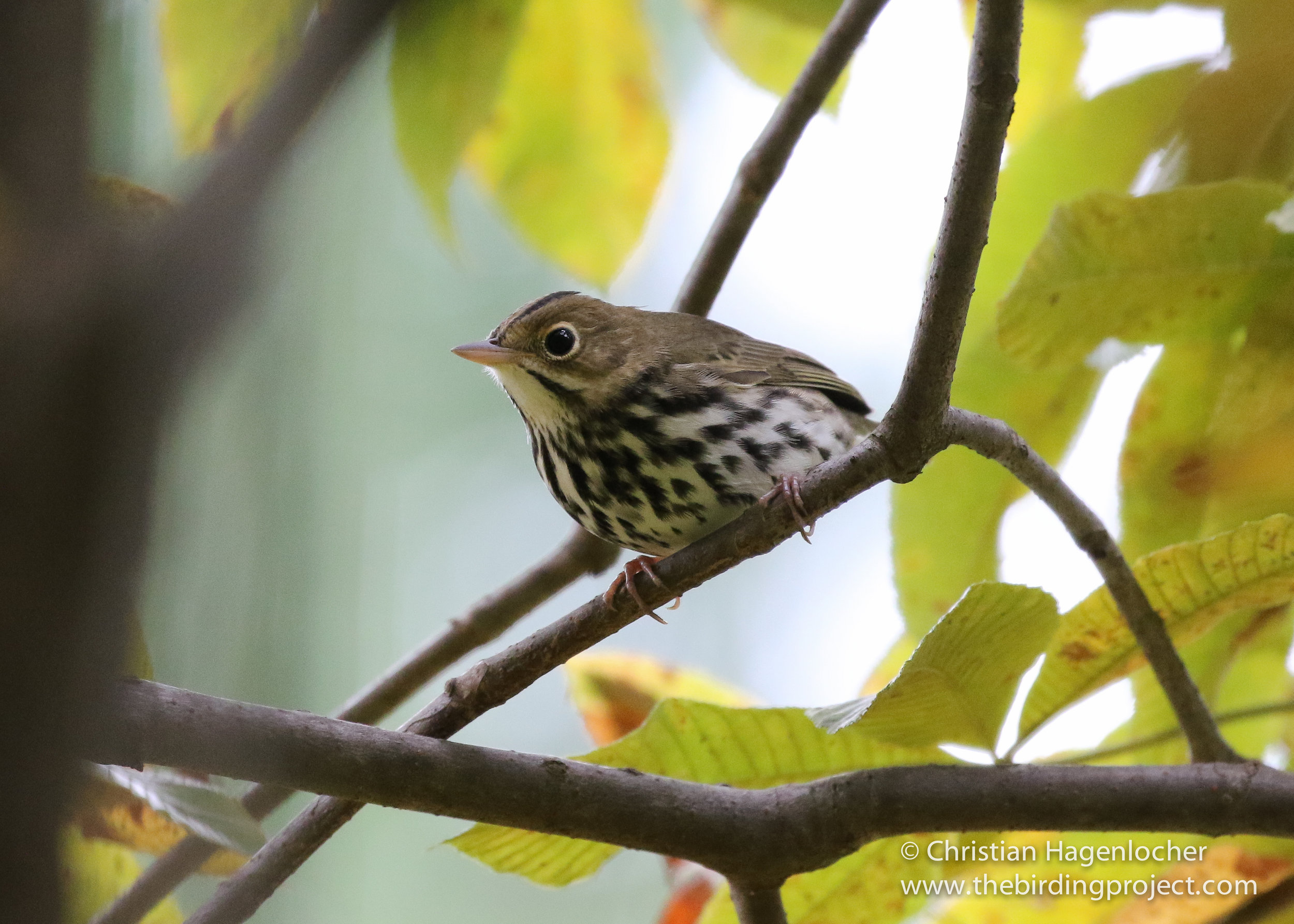 Ovenbirds are usually seen on the ground feeding in dead leaf litter, but a dog walker flushed this one up into a small tree. 