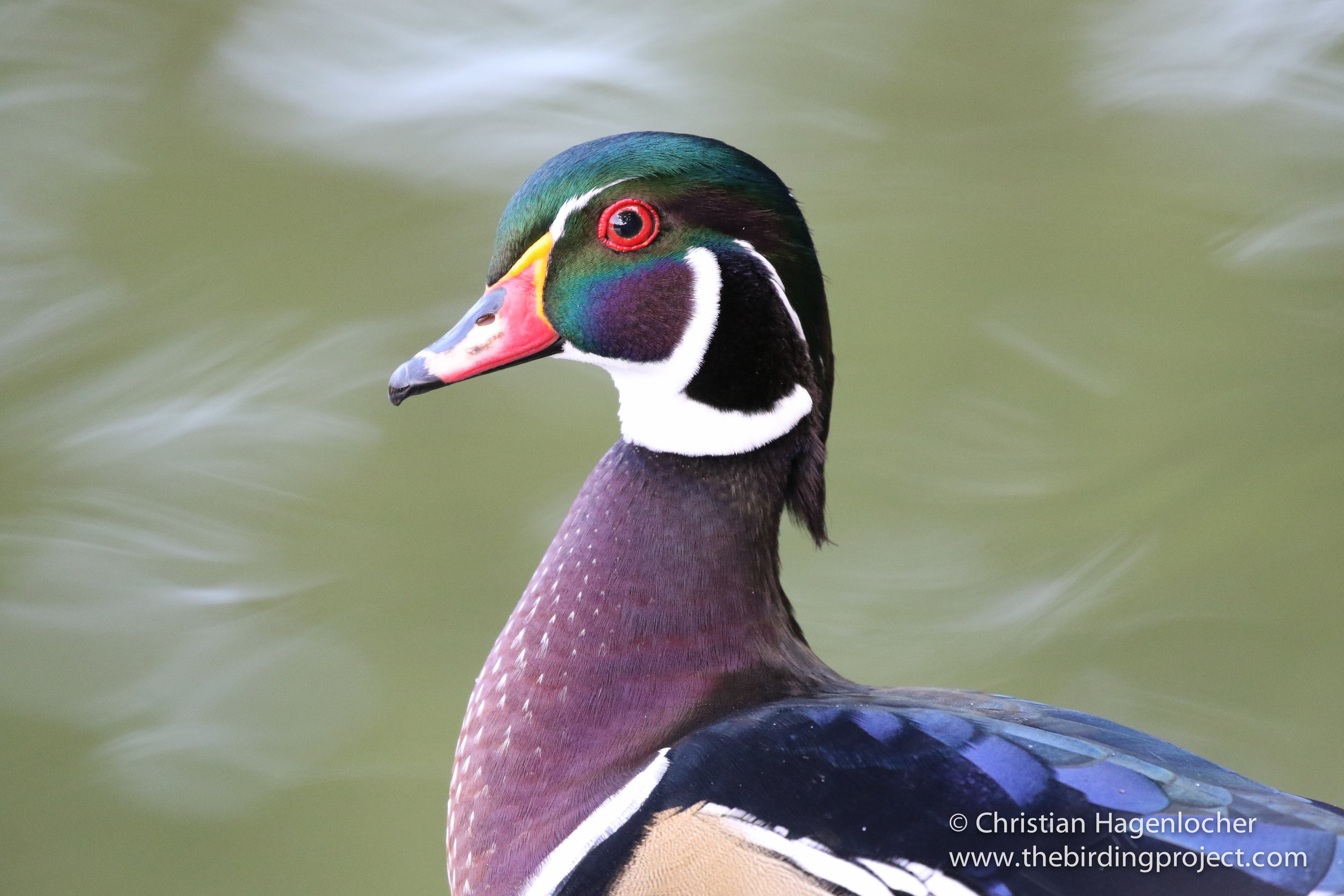 Tower Grove Park is home to birds year-round, including this fully-flighted male Wood Duck.