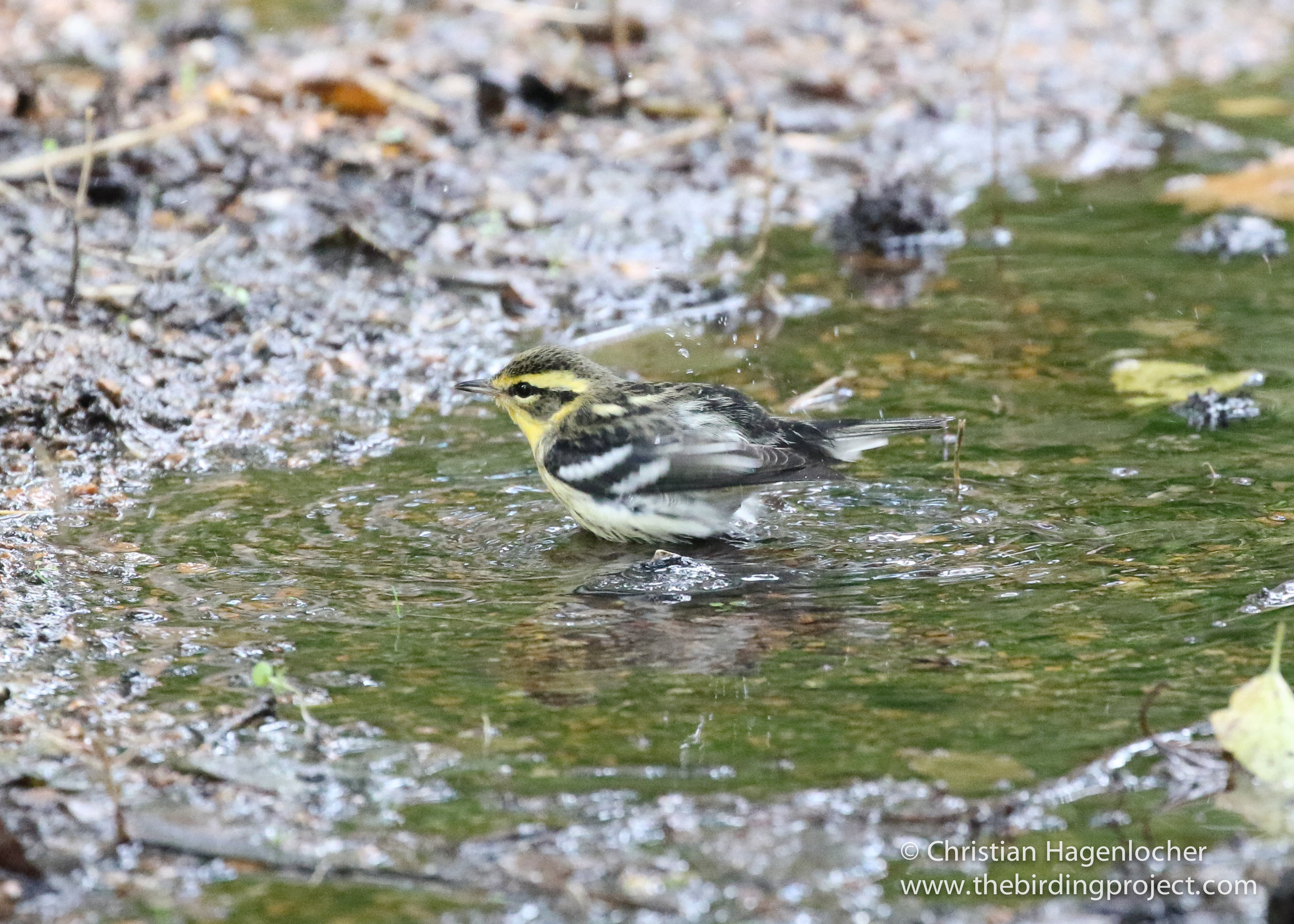 A female Blackburnian Warbler bathes in a stream before returning to the tree tops to feed.