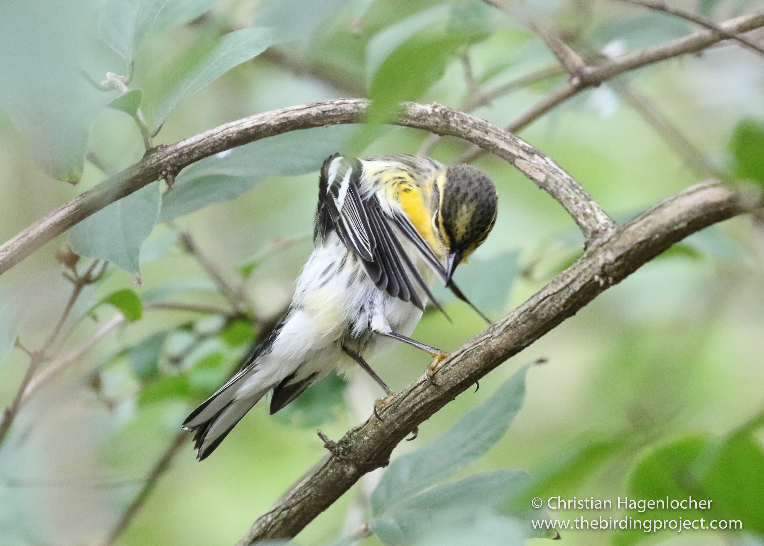 She carefully preens her flight feathers, making sure they are in top shape before taking flight.