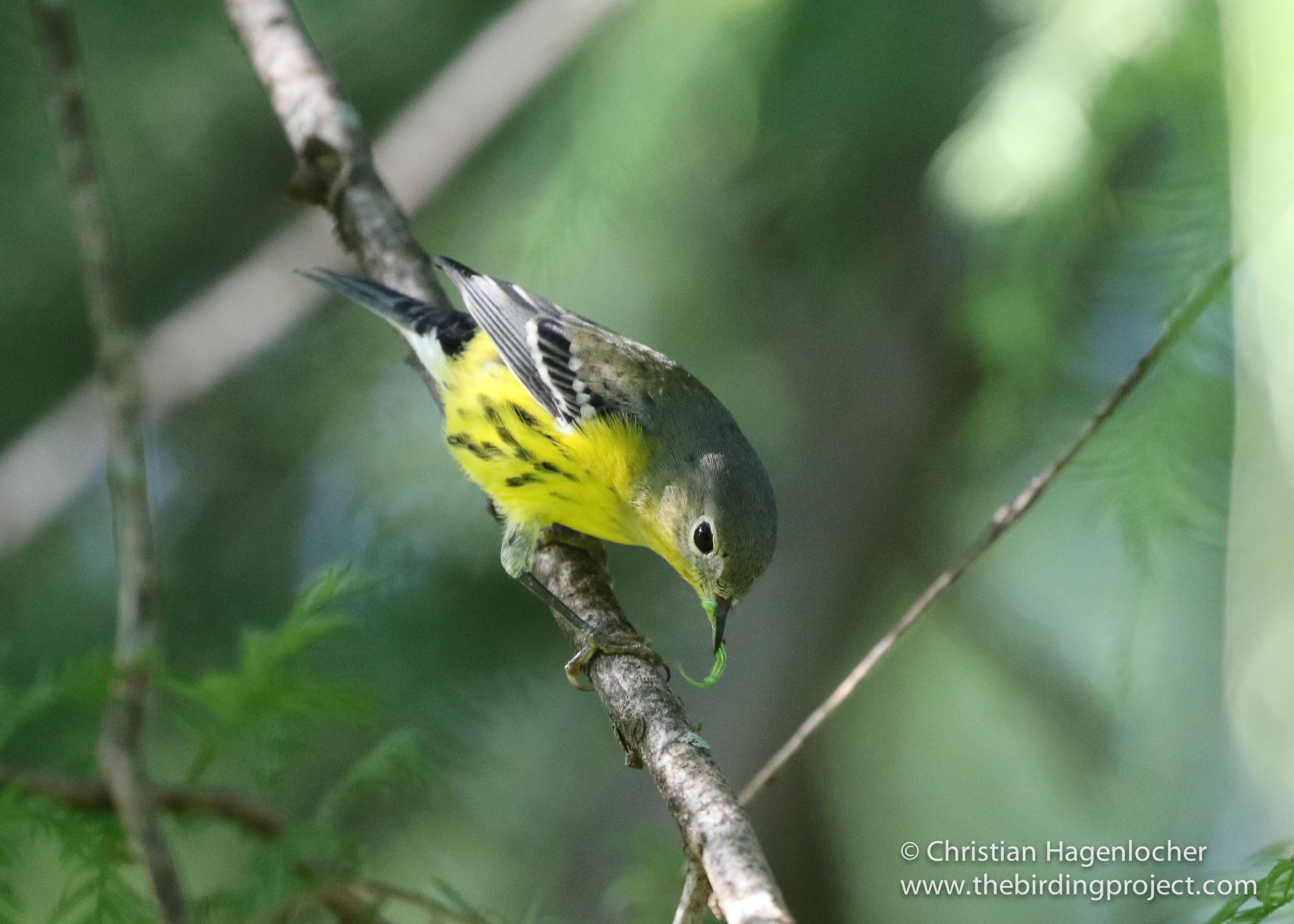 A Magnolia Warbler snags a small caterpillar from a crevice along a Cypress branch.