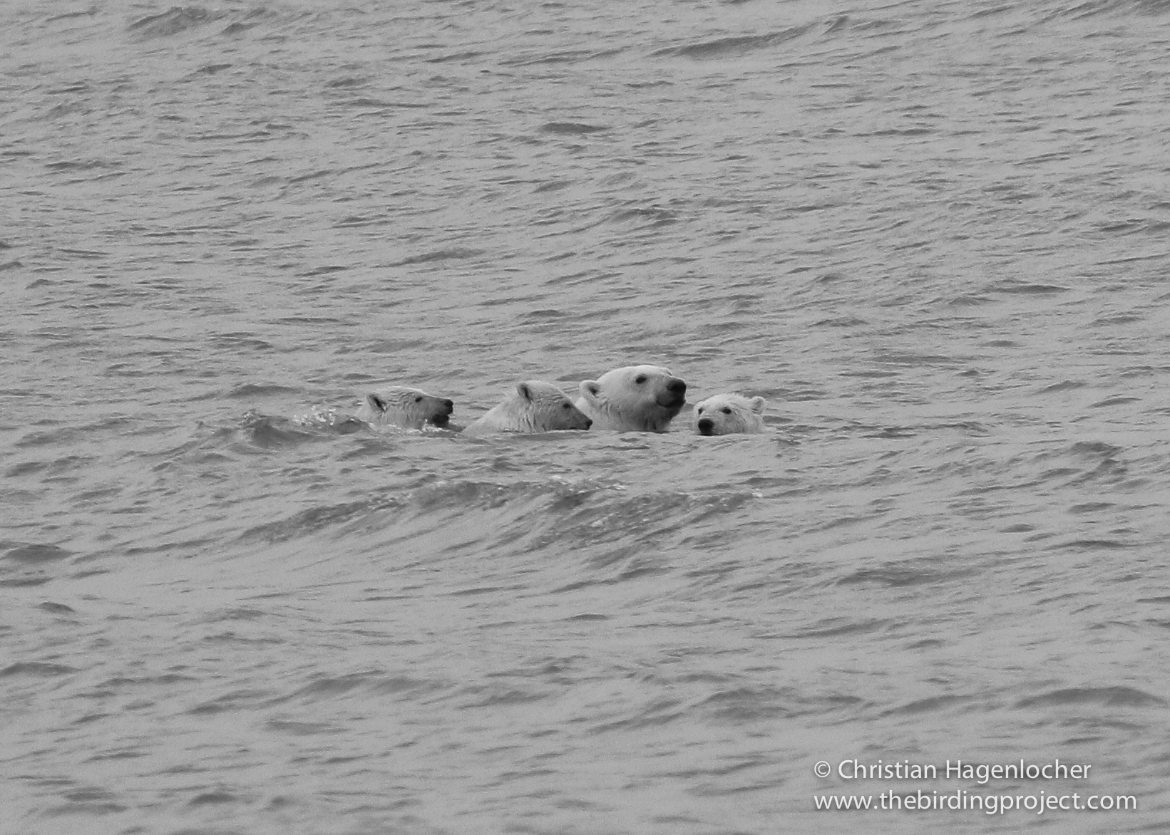A female and three cubs jump in the ocean- a safer alternative than confronting a vehicle on the beach. When desperate for food, Polar Bears may be bolder and aggressive, but with full stomachs these bears are quite shy. 