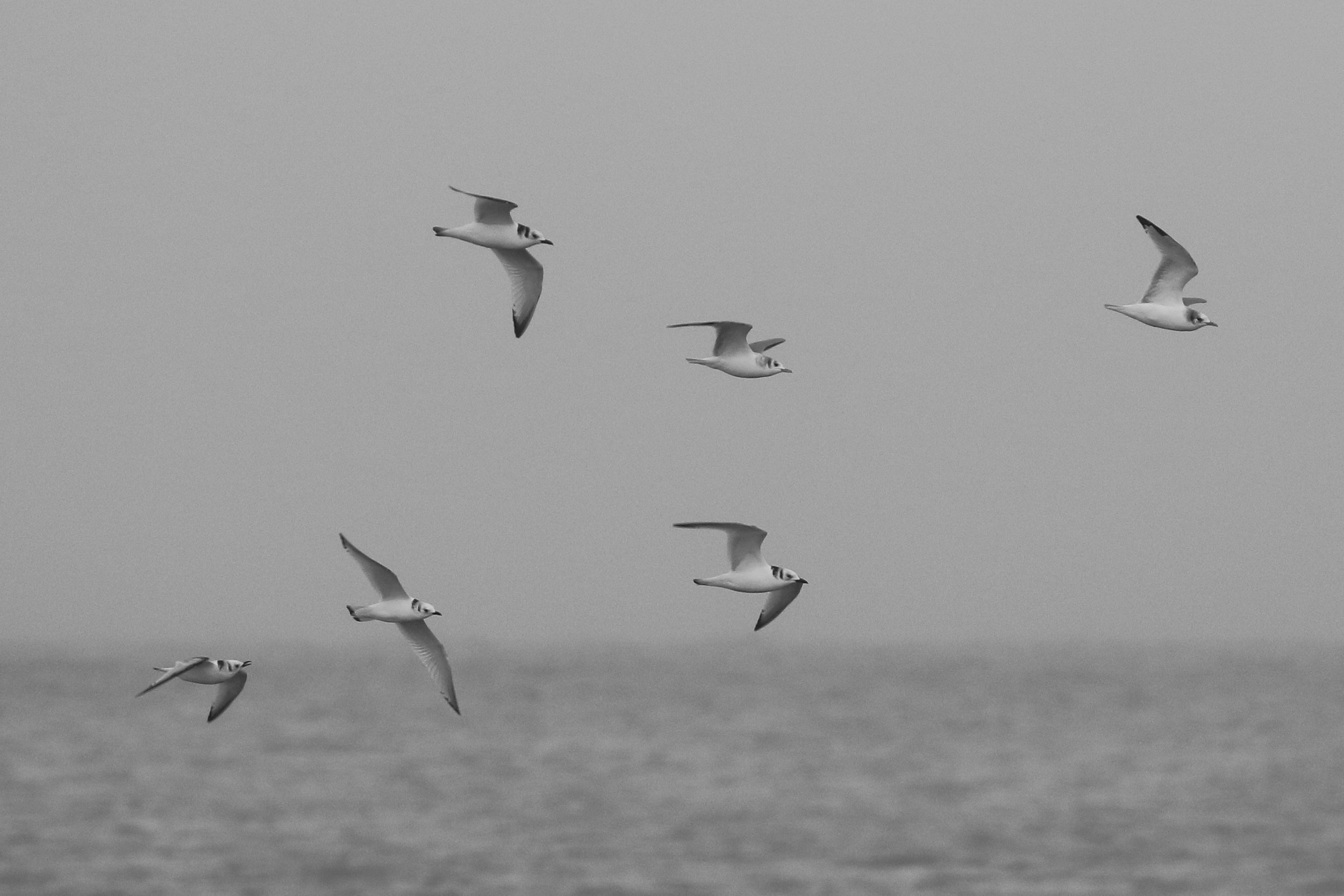 A flock of juvenile Black-legged Kittiwakes flies past the point, in Barrow Alaska