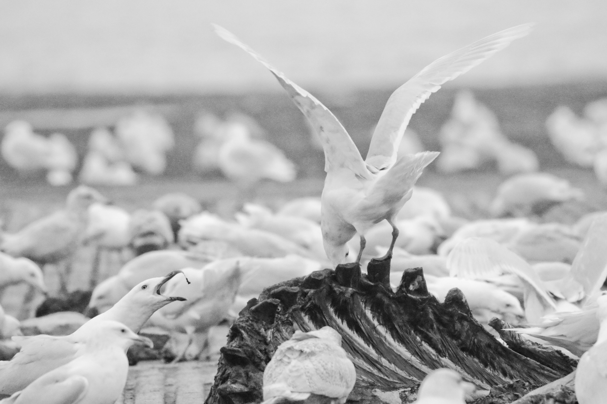 Little remains of the whale hours after it is brought ashore. Thousands of pounds of meat and blubber is removed and taken home for food, so the scraps are charitably left for the gulls. 