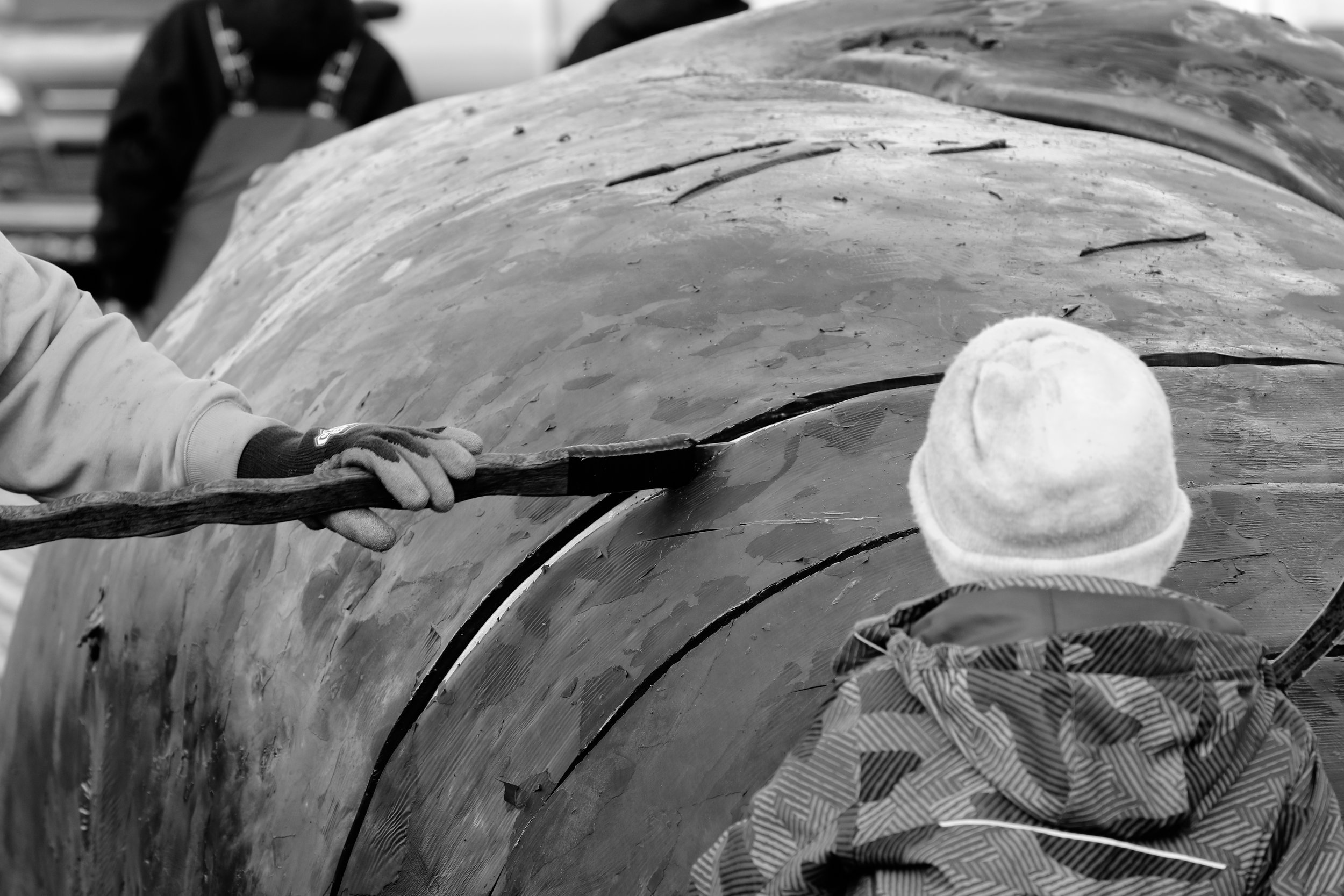 A blubbering knife is used to cut the whale's thick skin into sections, which is divvied up between the captain and whaling crew before the remainder of the whale is processed. 