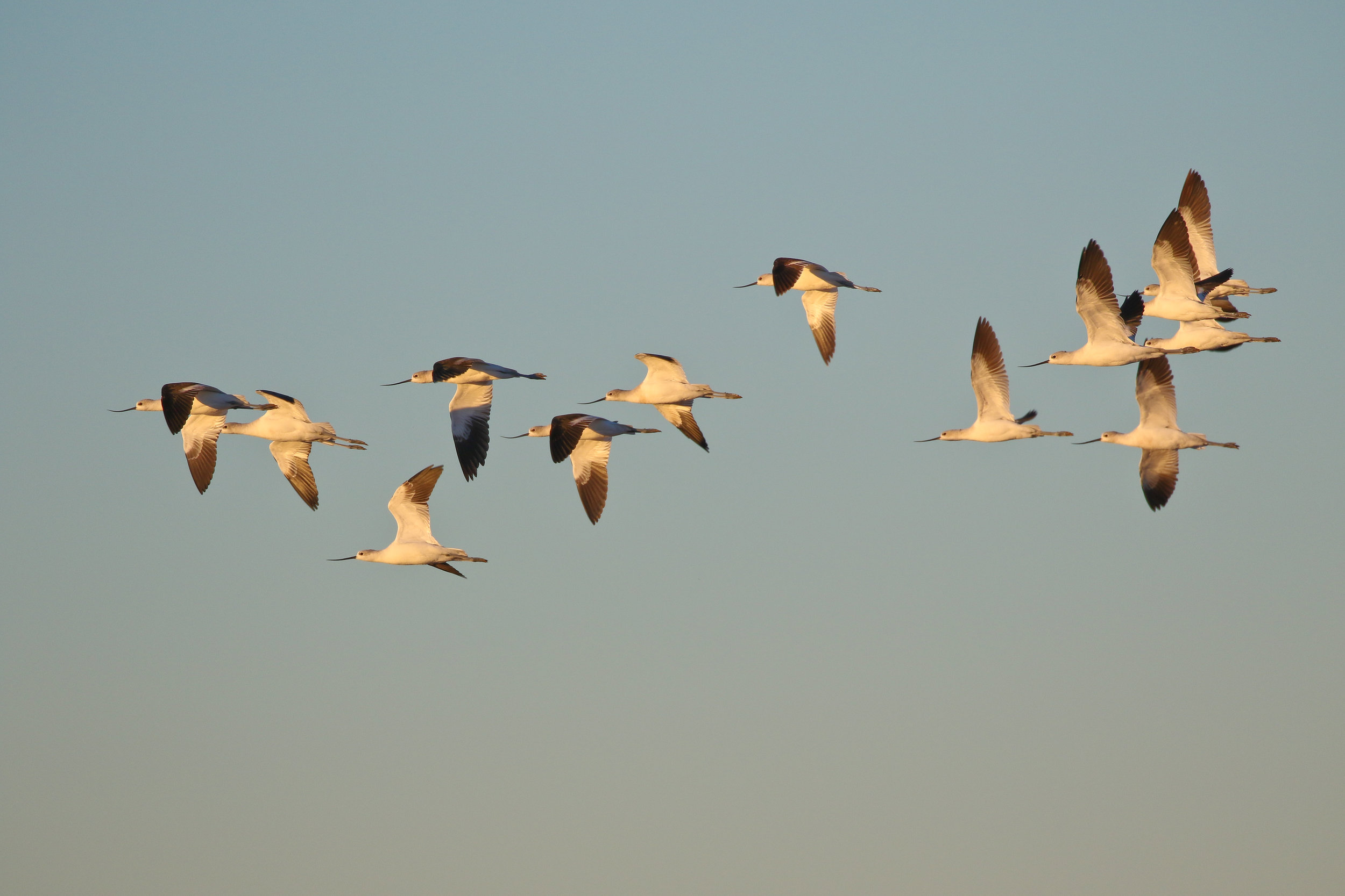 A flock of American Avocets flies past in the warm early morning light. 