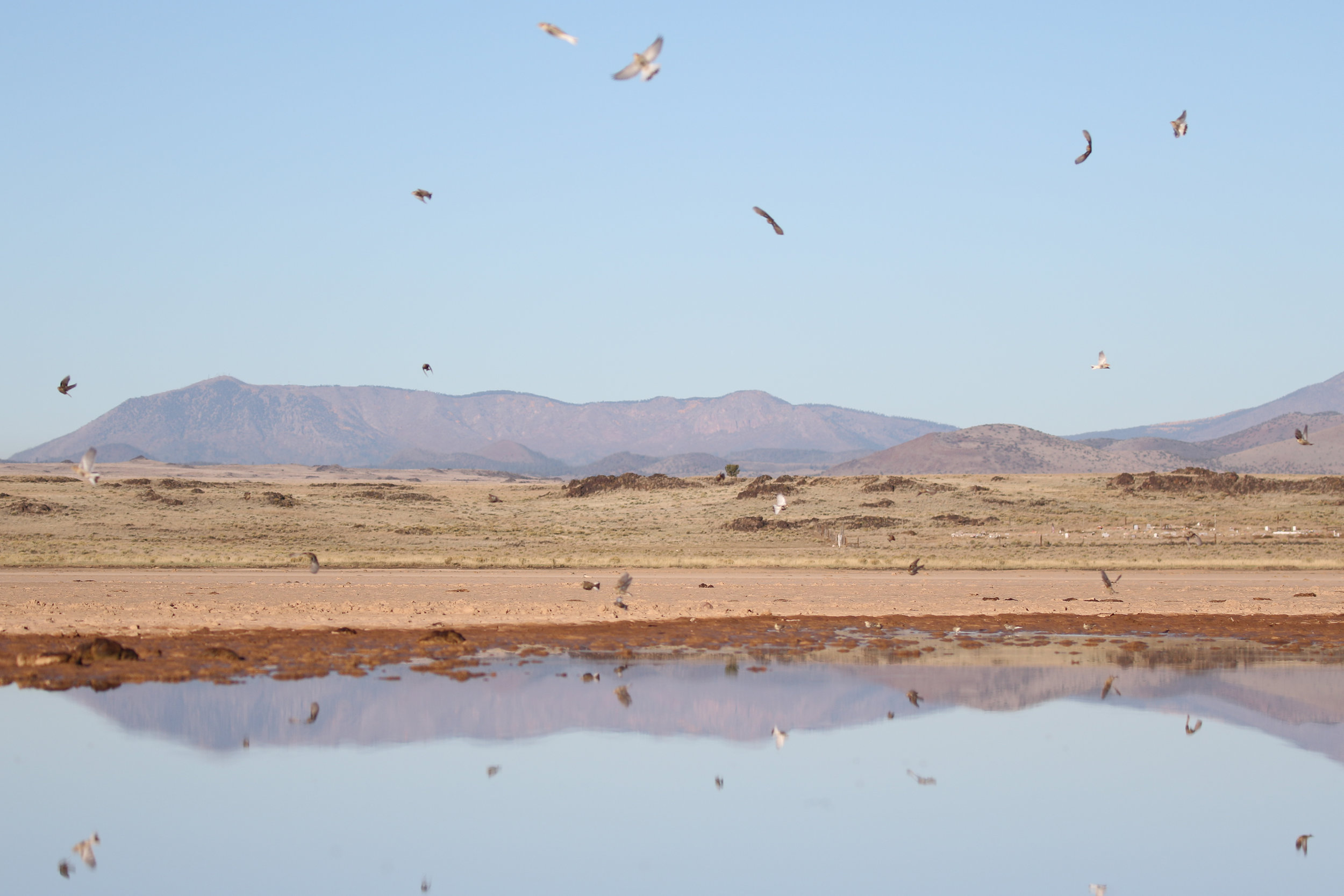 This whimsical image is a flock of Chestnut-collared Longspurs, a fun treat to see anywhere 