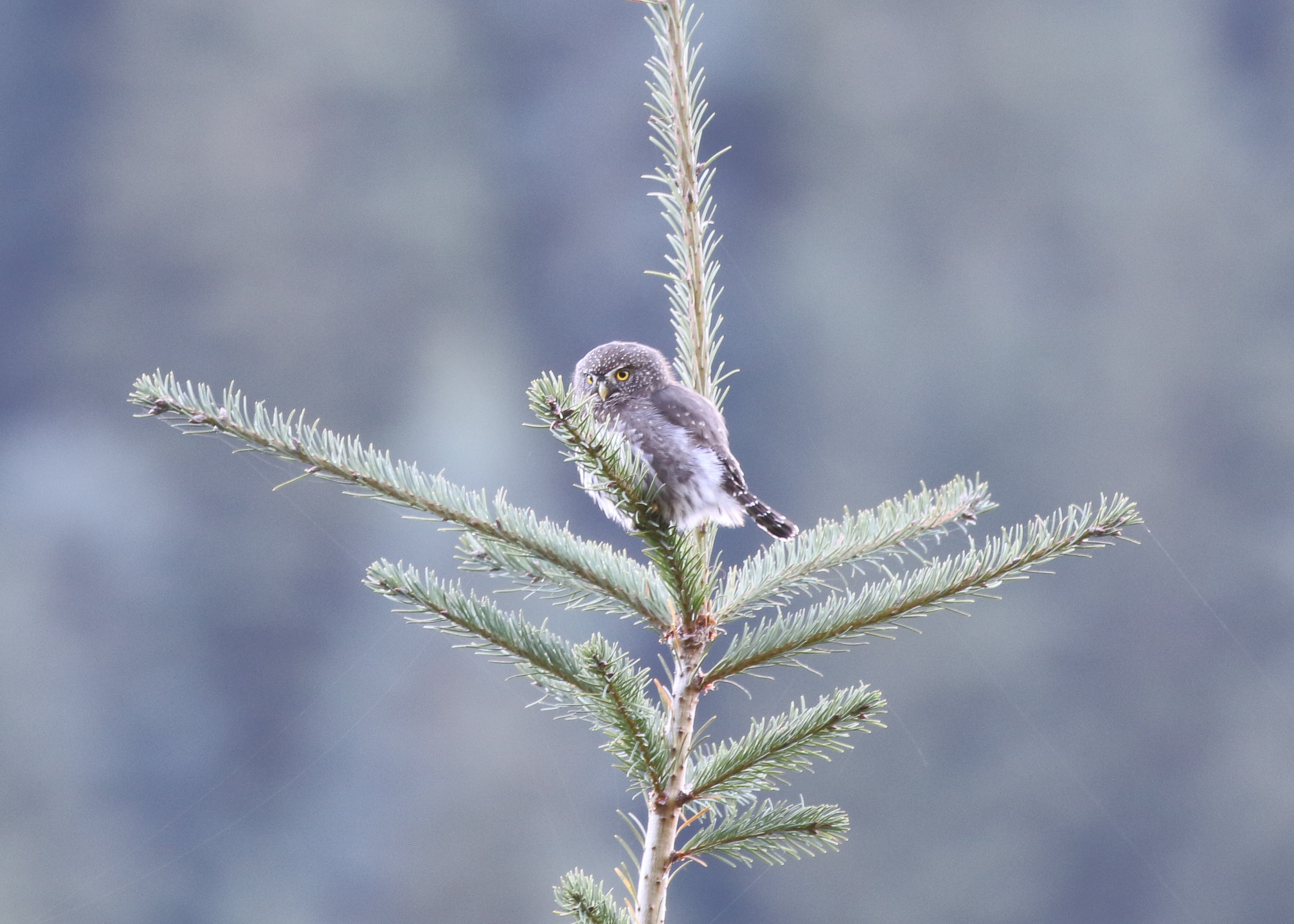 Northern Pygmy Owl, Washington