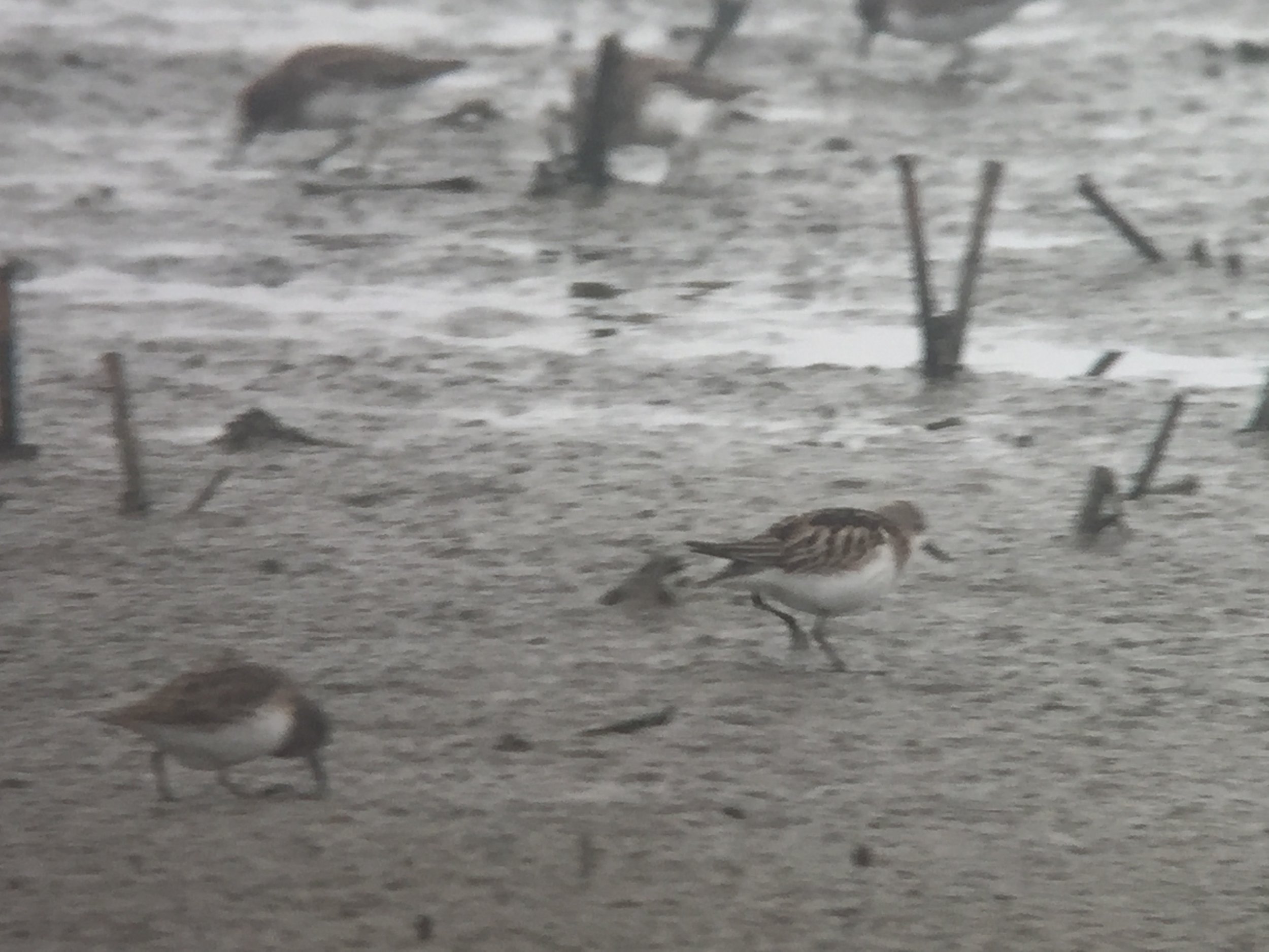 Little Stint (right) and Least Sandpiper