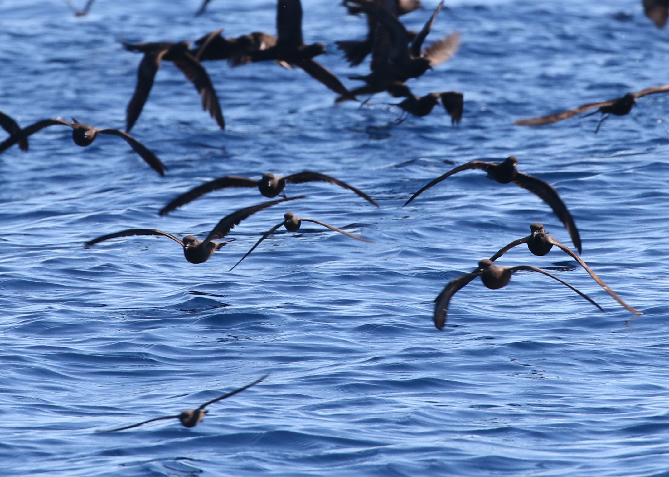 A flock of storm-petrels heads right for us- Can you spot the Least(s) in this photo amongst the Blacks?