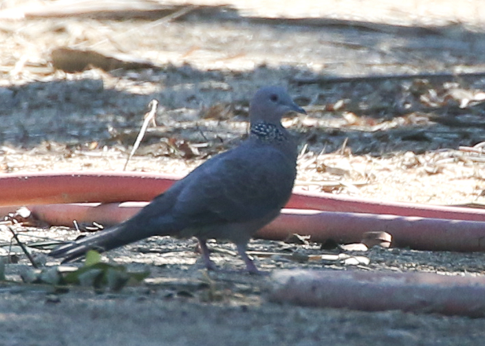 I snapped a super-cropped Spotted Dove photo, just to back Laura up! 