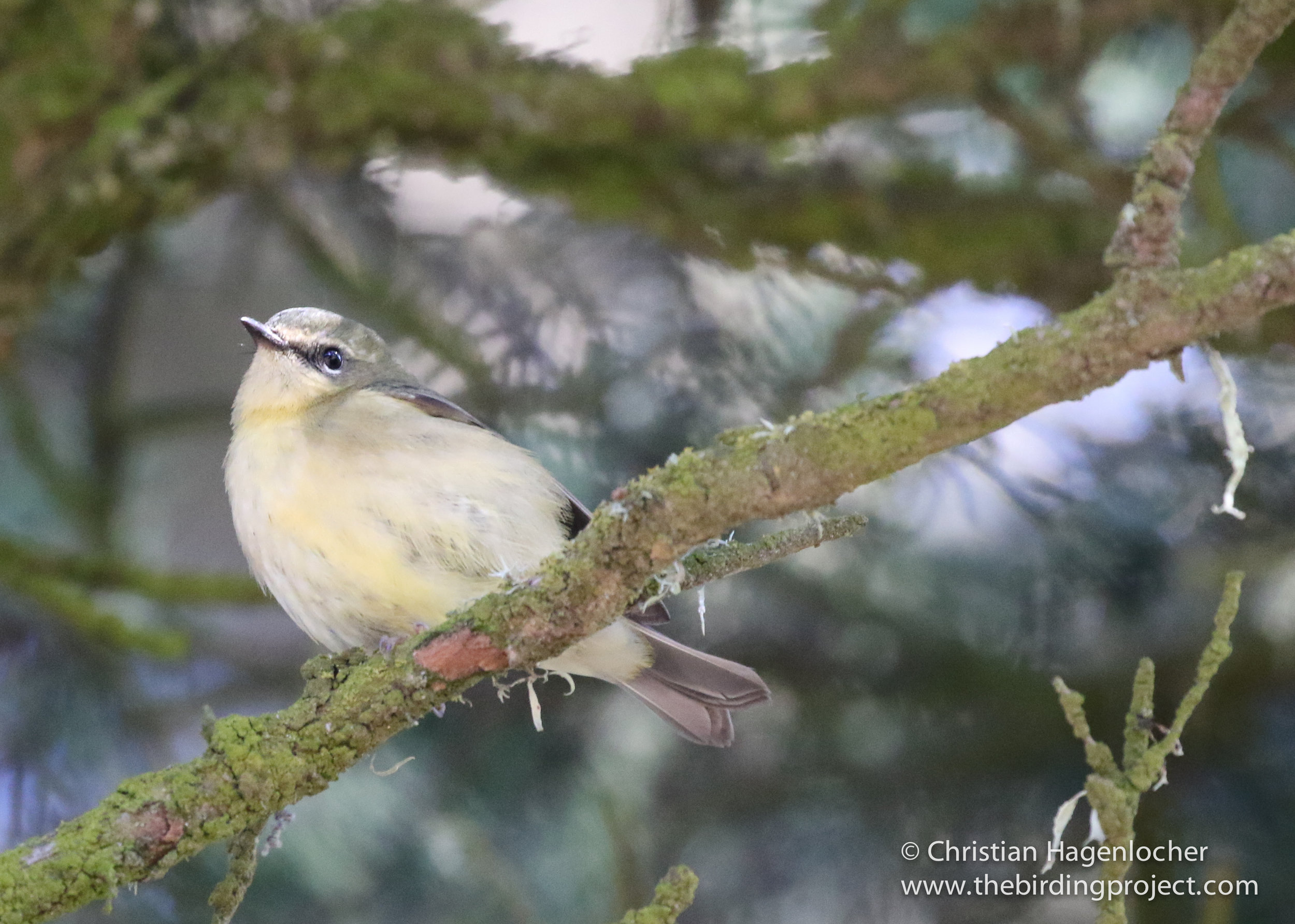 Female Black-throated Blue warbler was a fun surprise