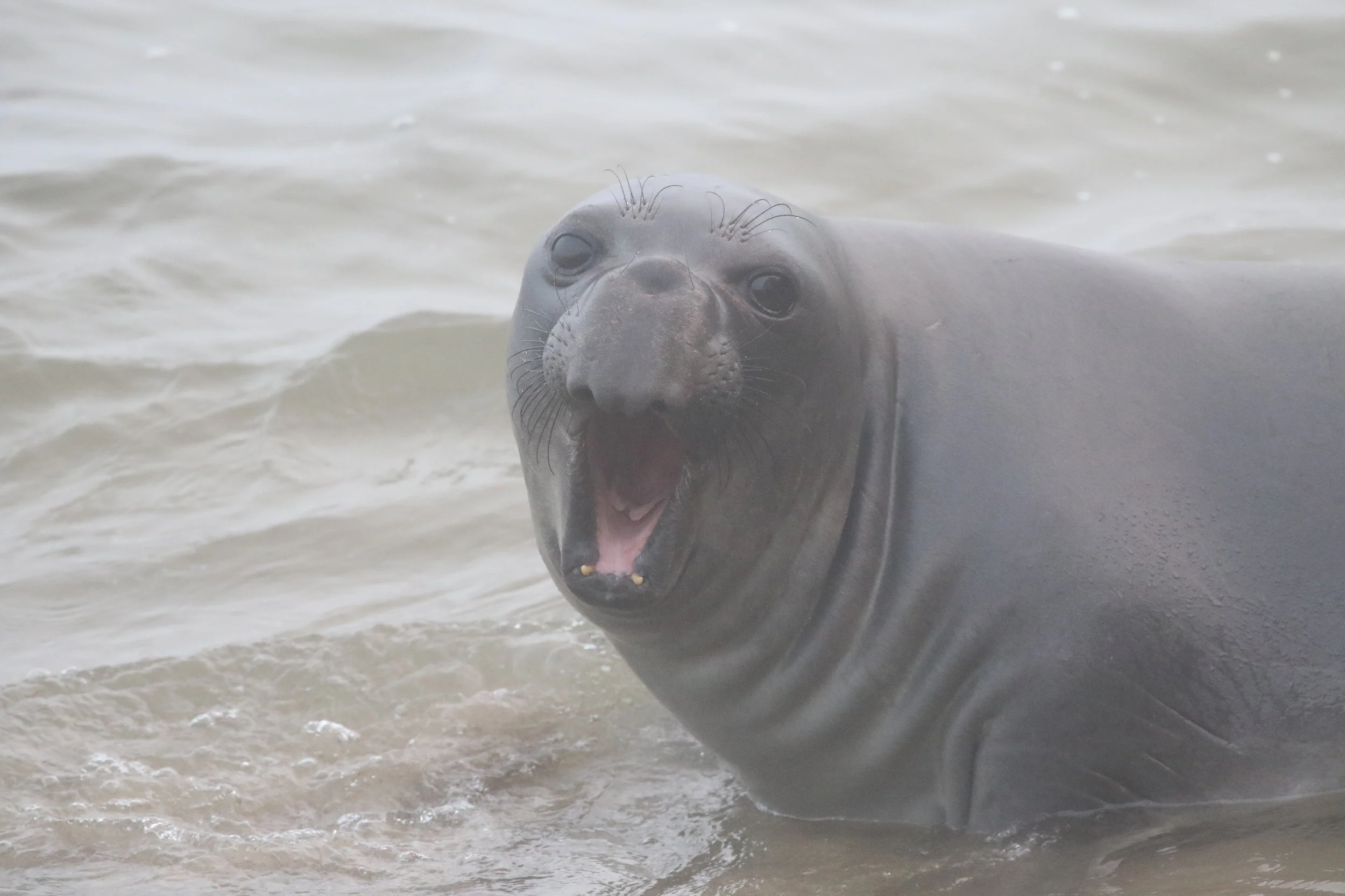 An Elephant Seal lounges on the beach at Pt. Reyes