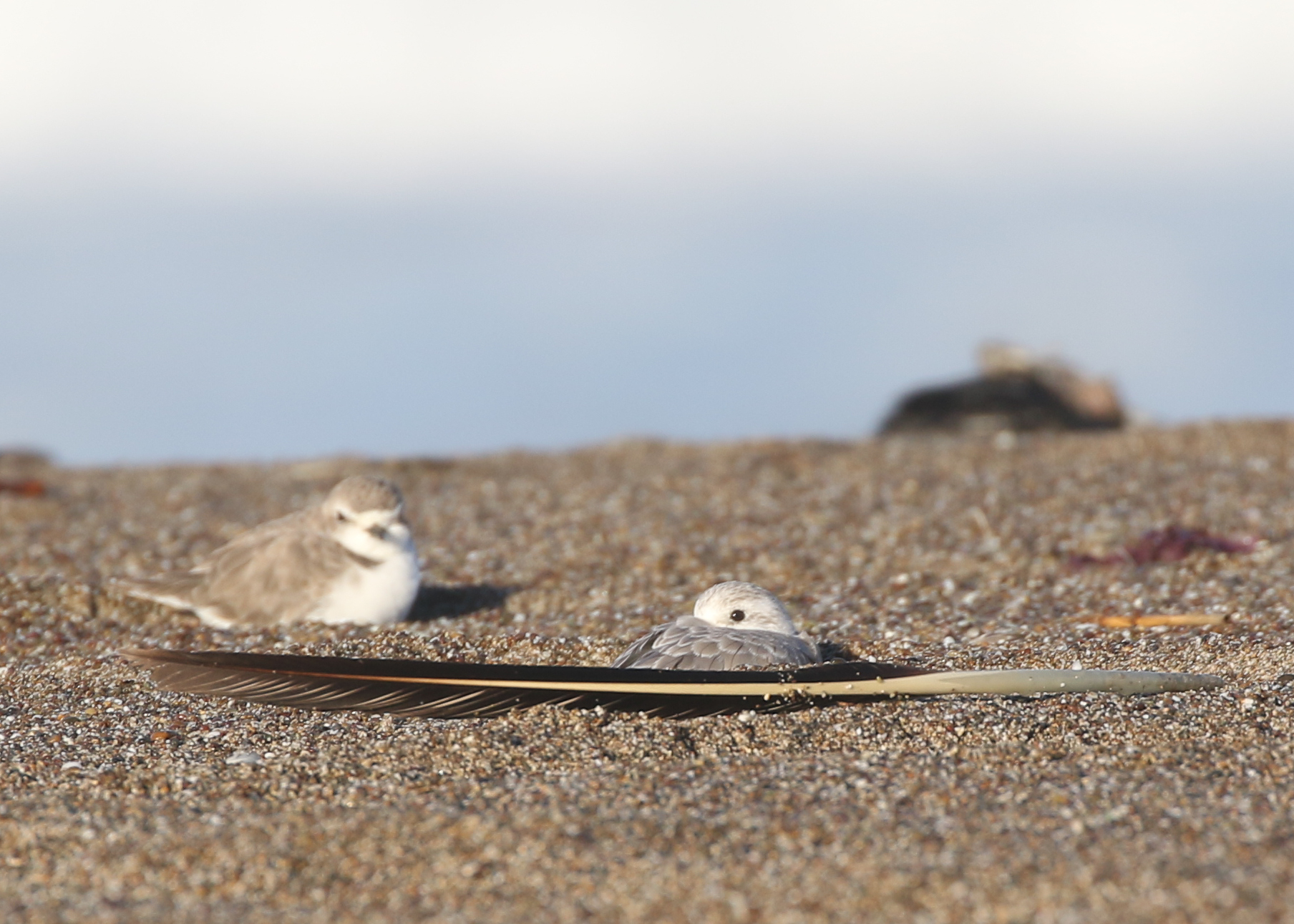 A Snowy Plover (left) and Sanderling (right) rest in the sand behind a Brown Pelican feather on the beach.