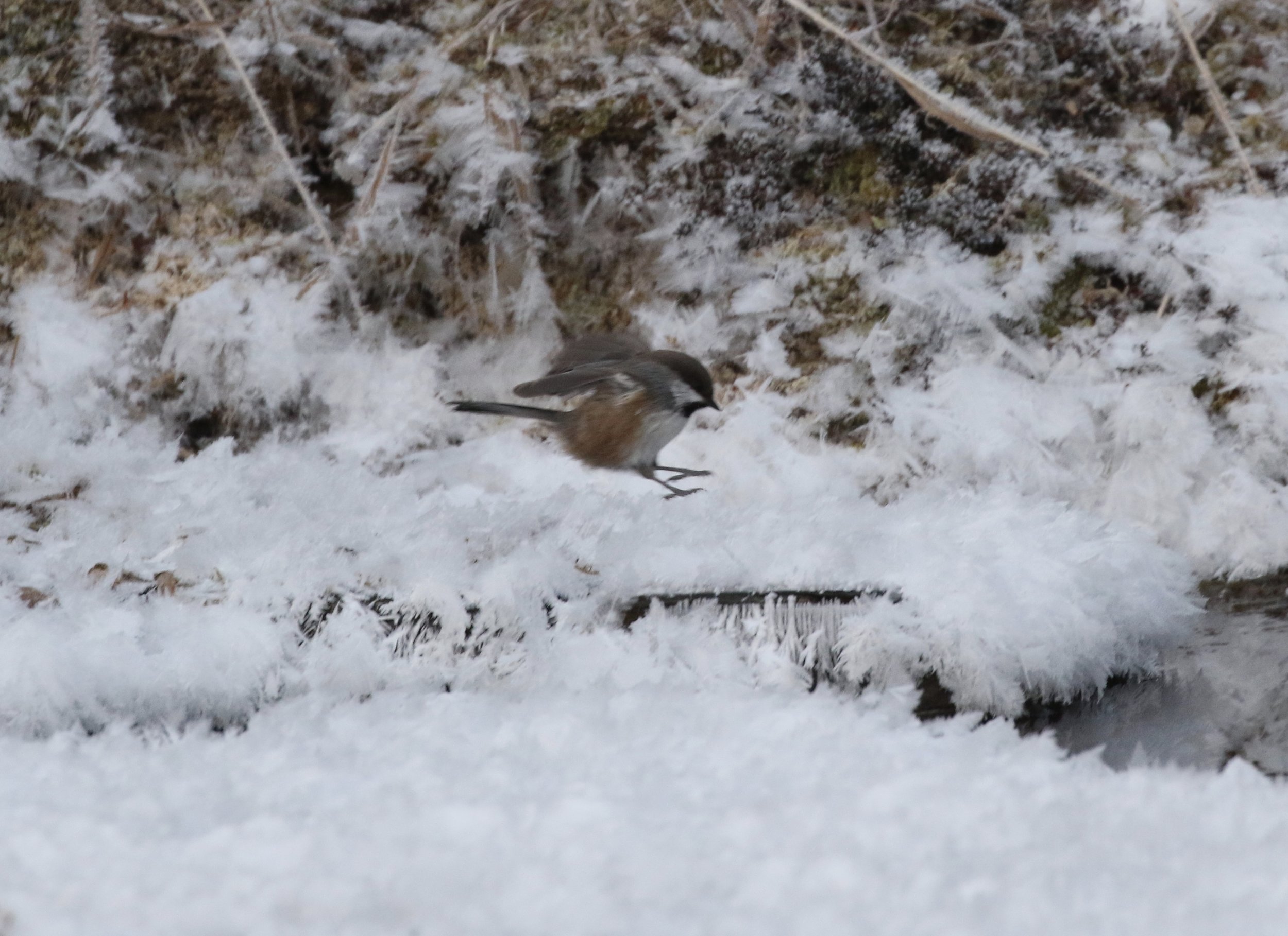 Boreal Chickadee, somewhere out in the Alaskan bush.
