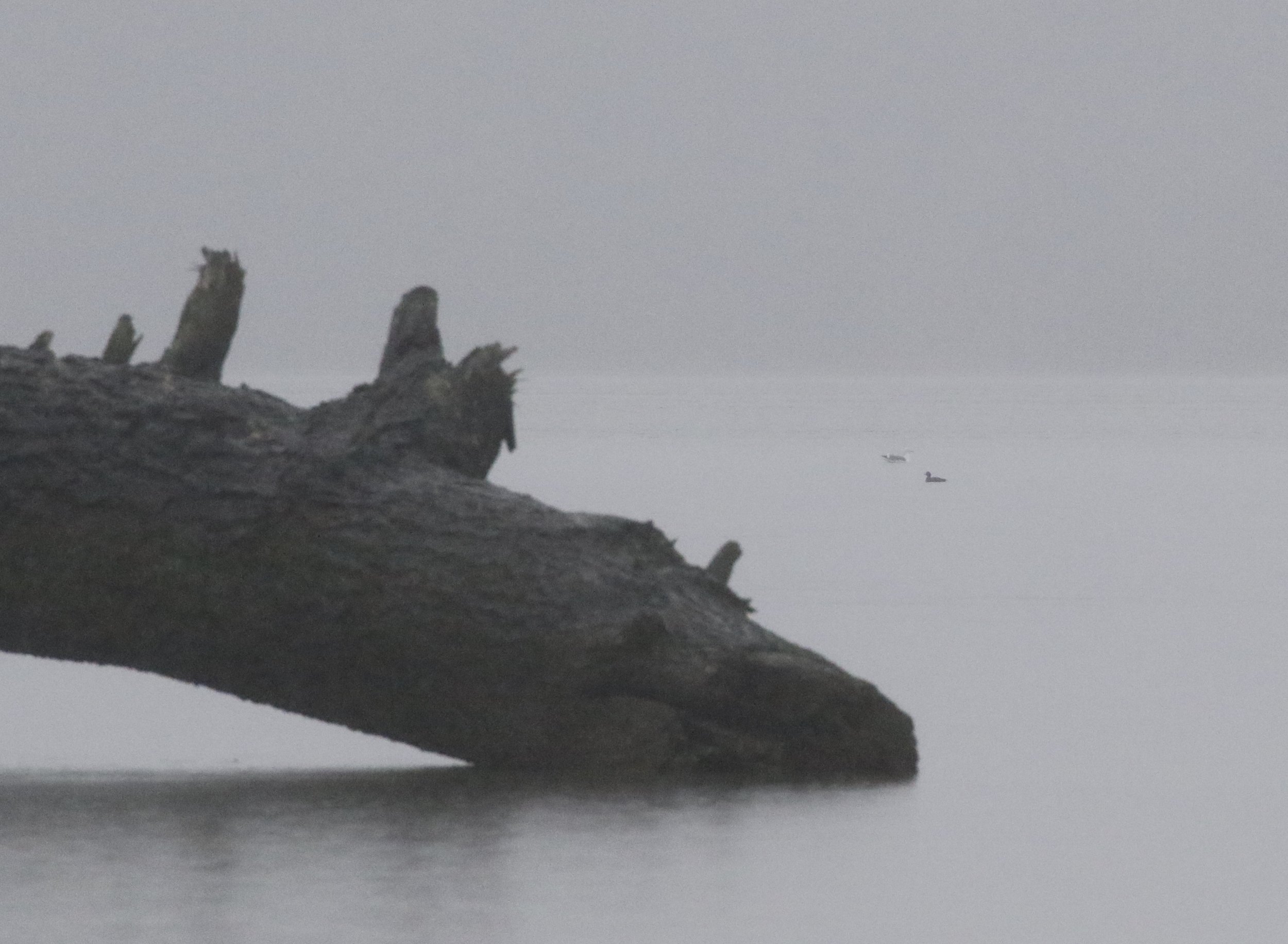 That black bird in front of the gull is a Common Scoter... trust me. 