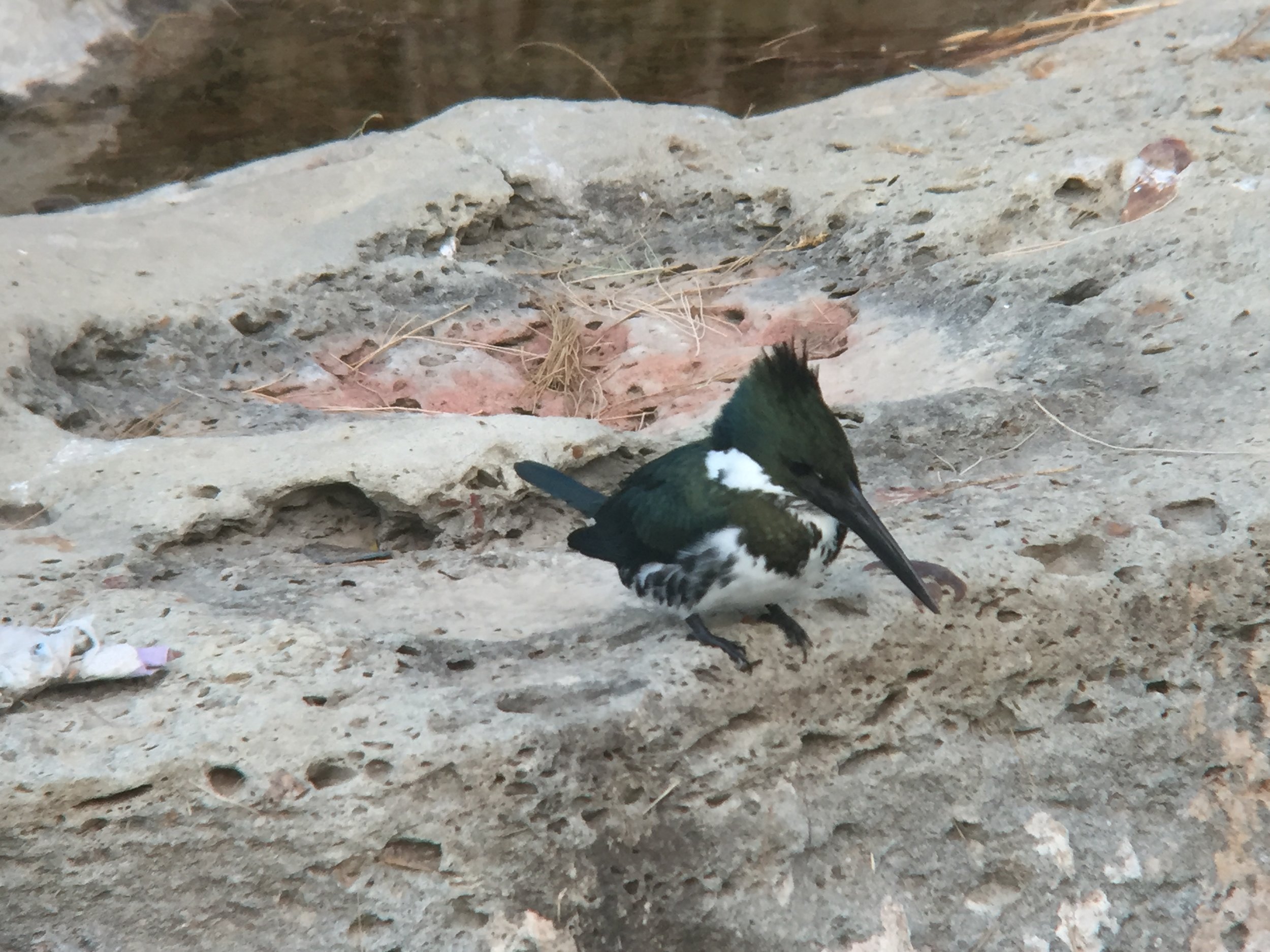 A digiscoped image of the Amazon Kingfisher, taken with my iPhone through a Maven scope.