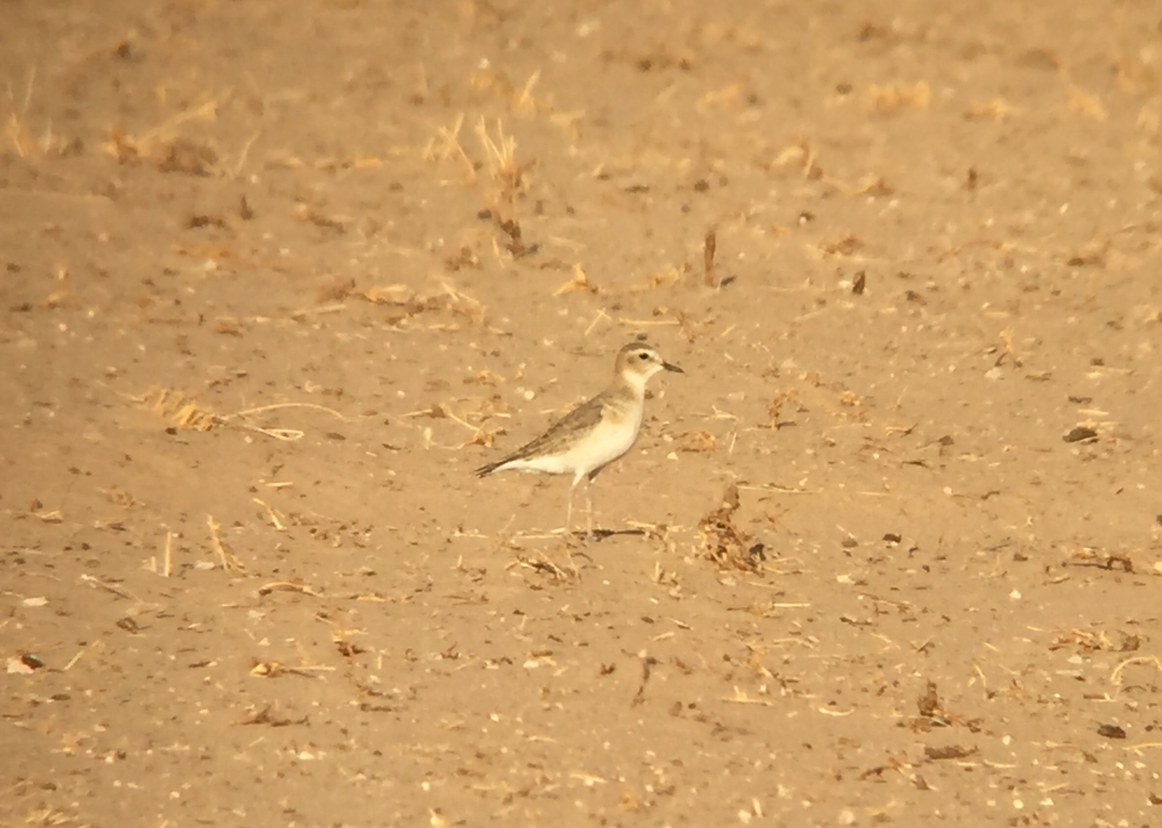 One of many Mountain Plovers in Arizona