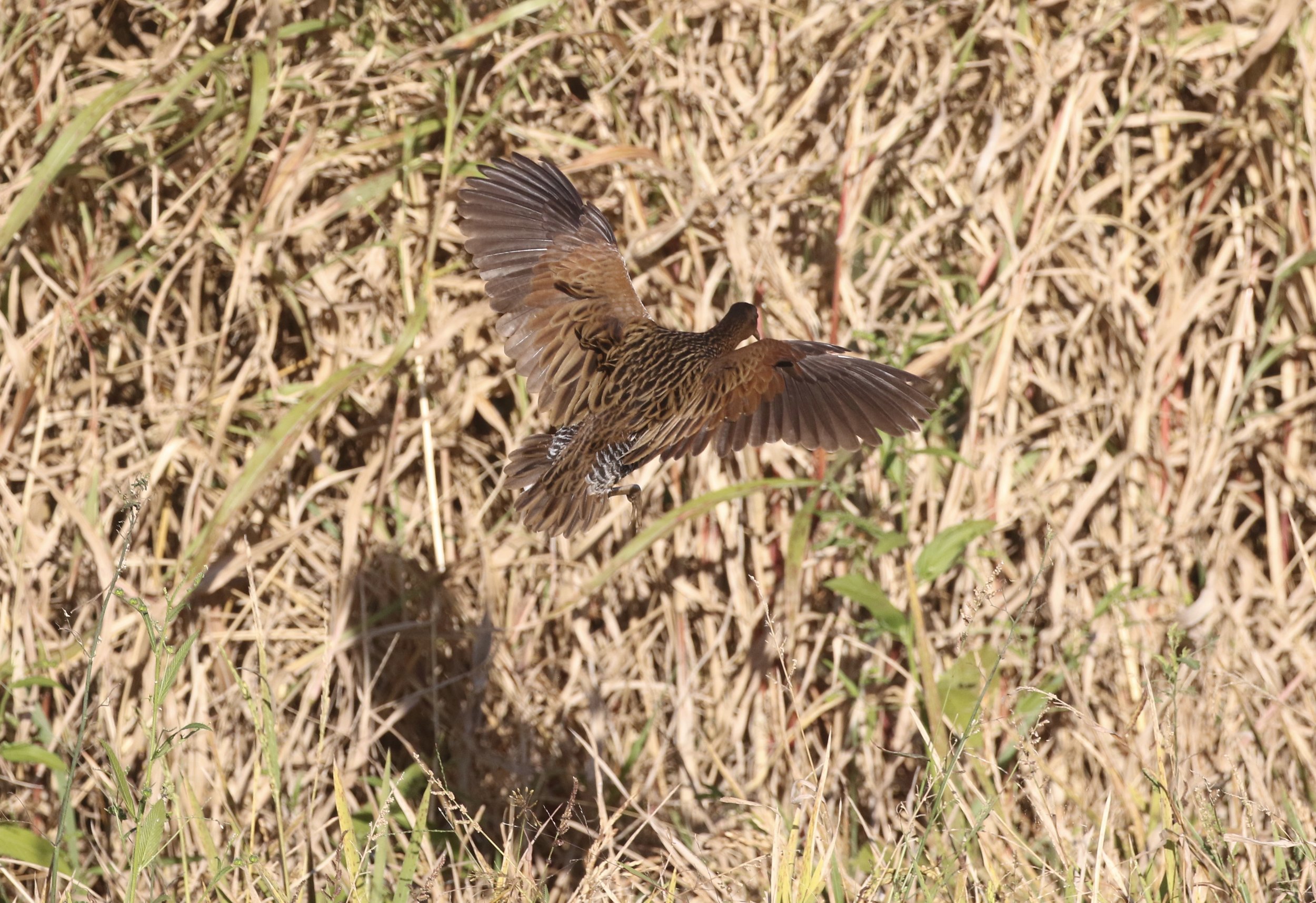 The largest rail species, the King Rail flushes away from the combine into the taller grass.