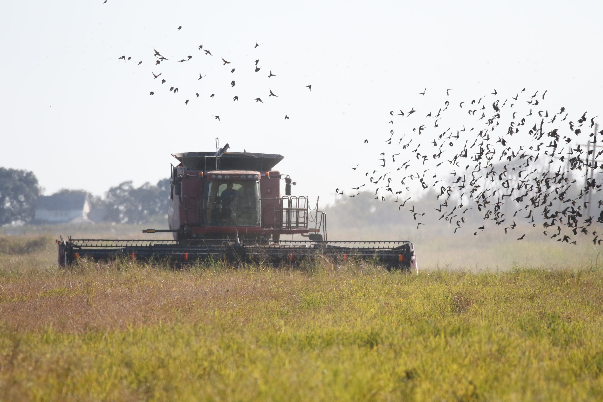 The Day I Saw Too Many Rails 