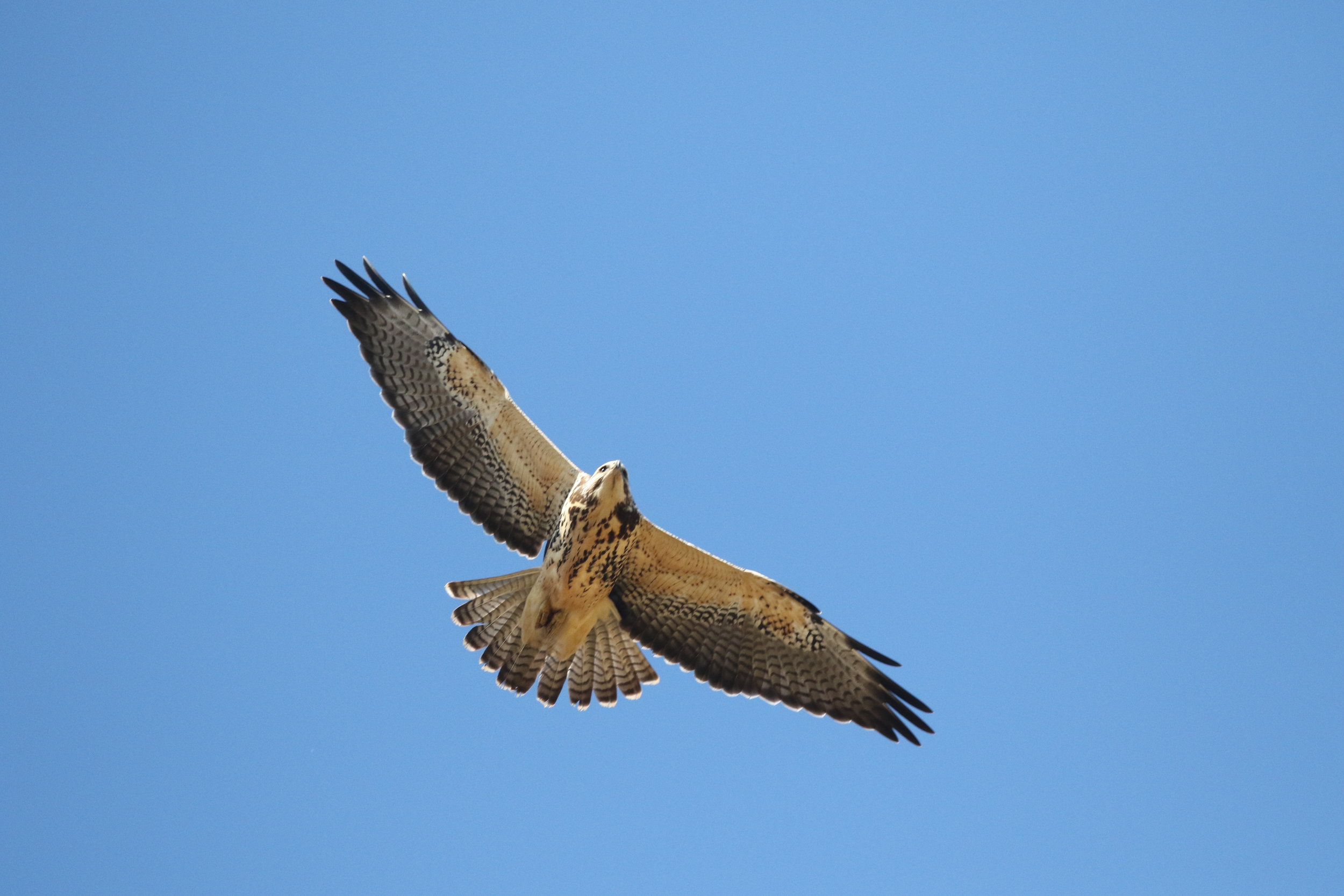 I was treated to two different light-phase juvenile Swainson's Hawks- migrating south for winter.