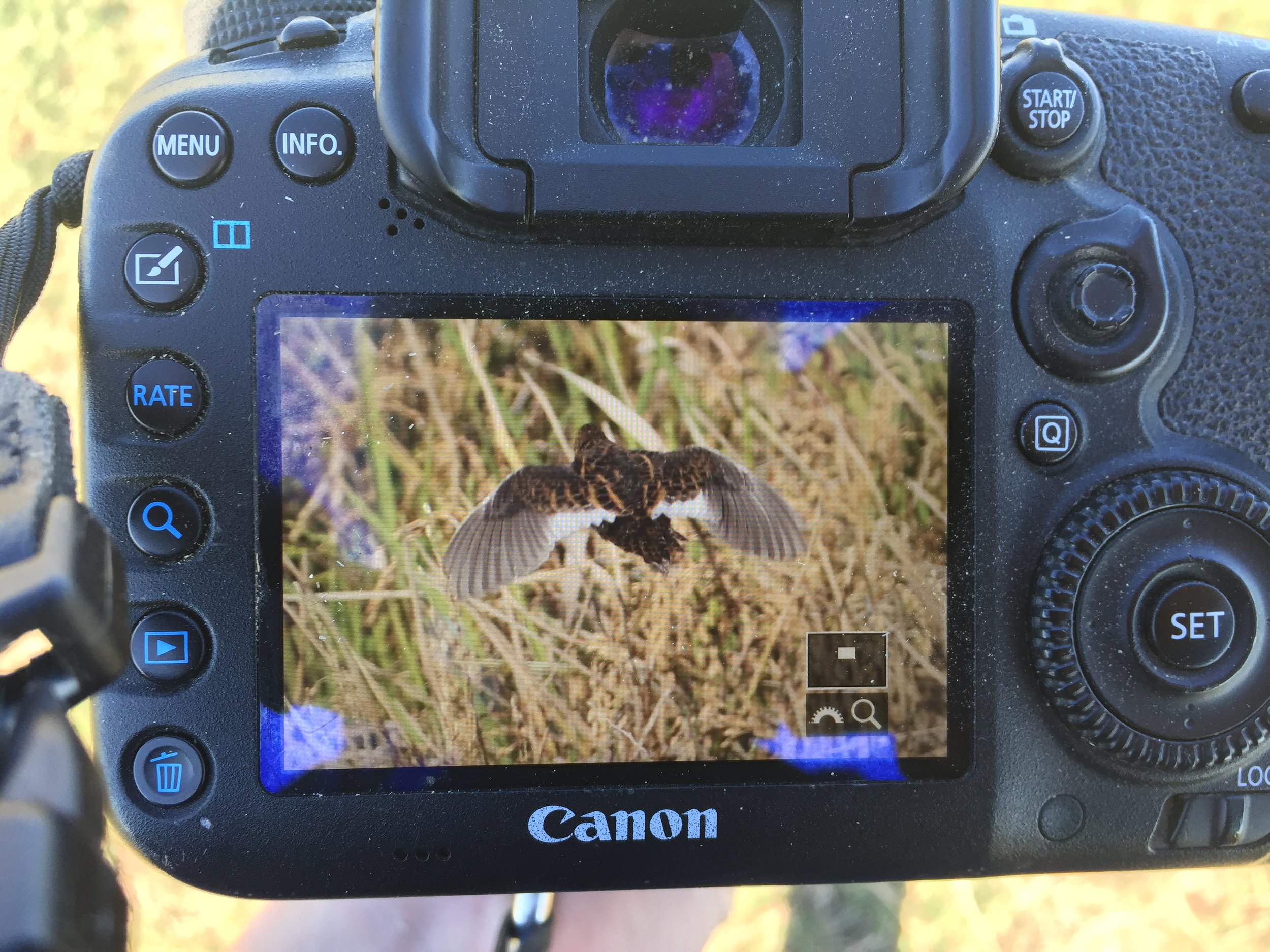 One of the first birds flushed- a Yellow Rail! 