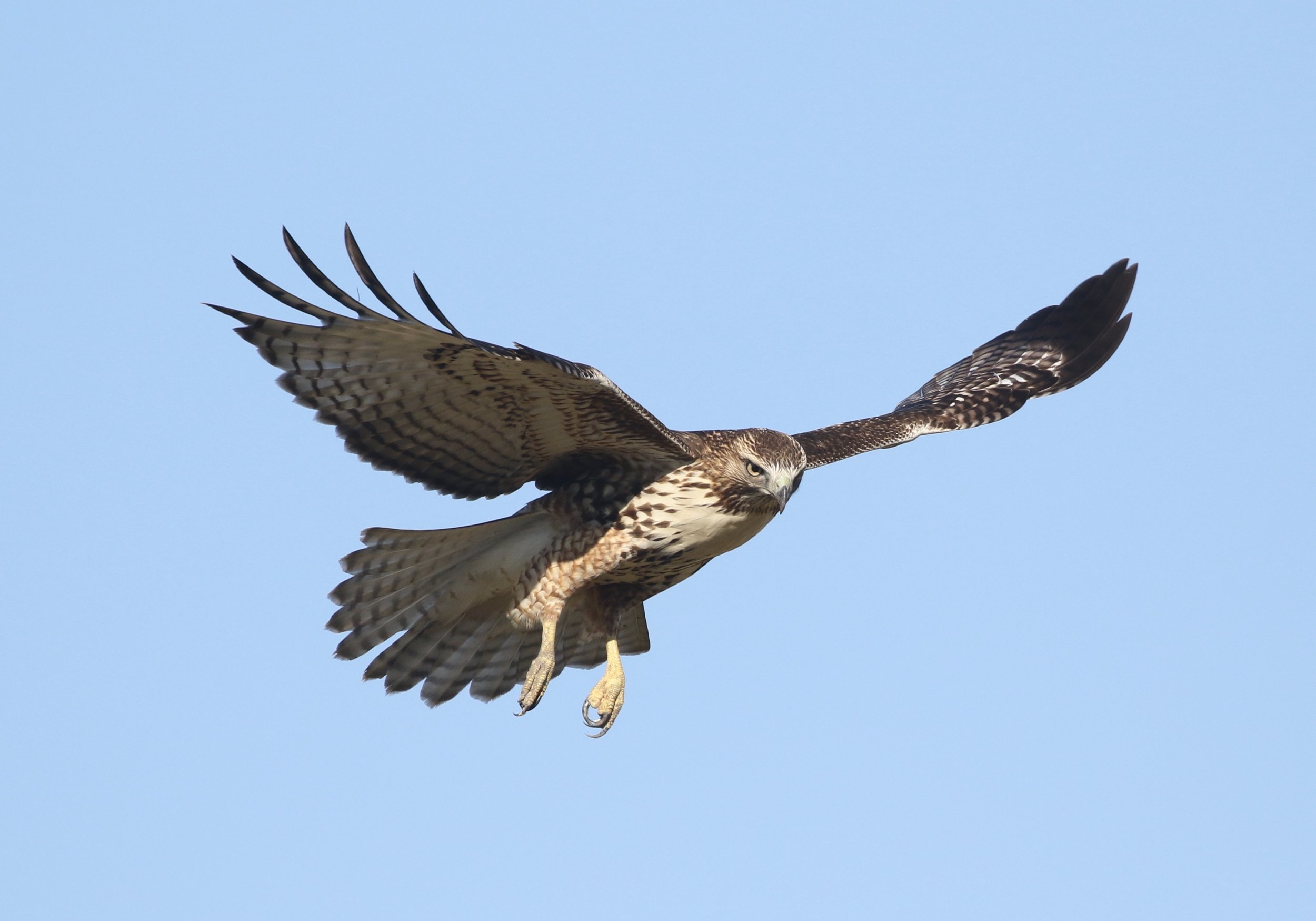 A juvenile Red-tailed Hawk hovers behind the combine, searching for voles and mice.