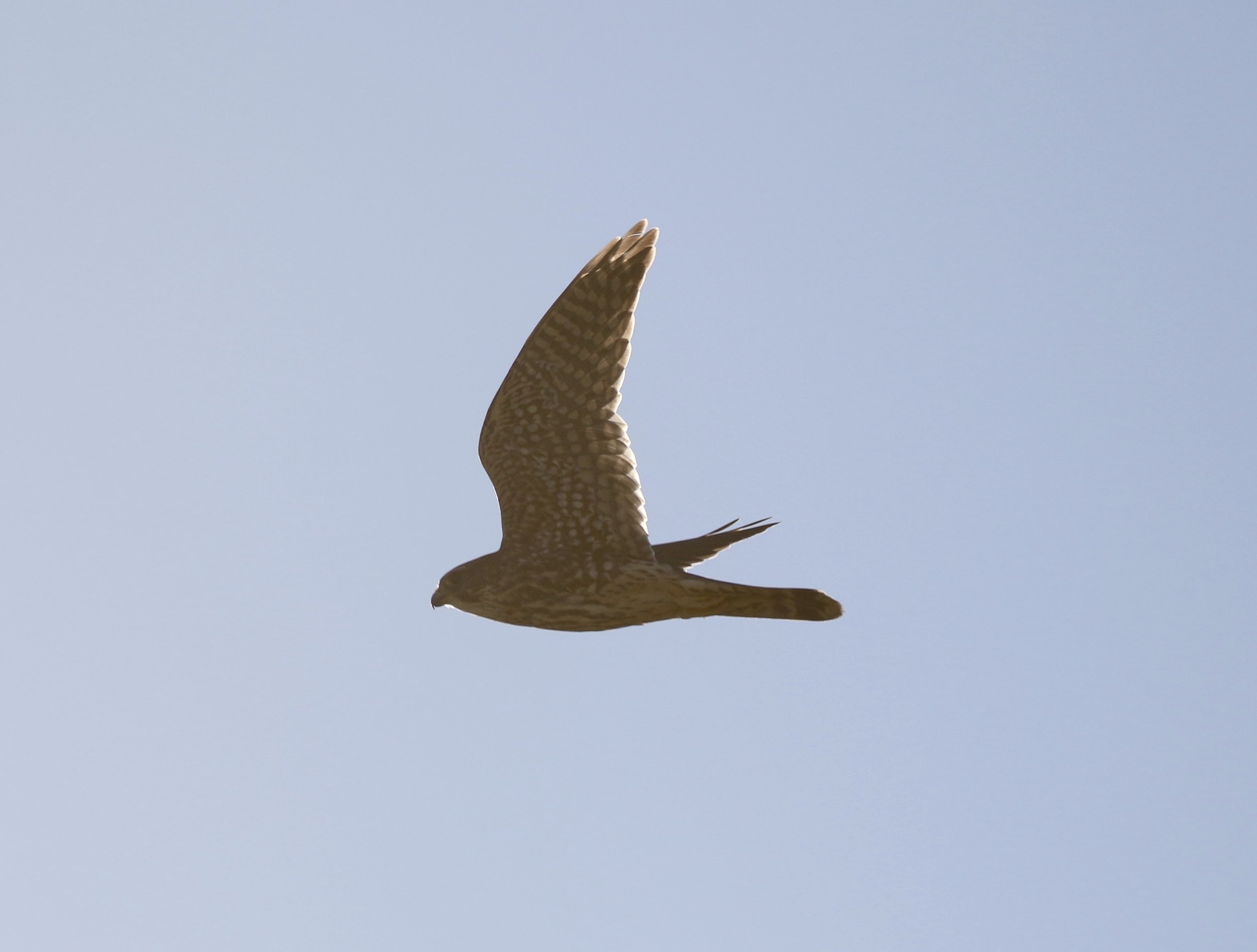 A female Merlin ambushed sparrows flushed from in front of the combine, chasing them down.