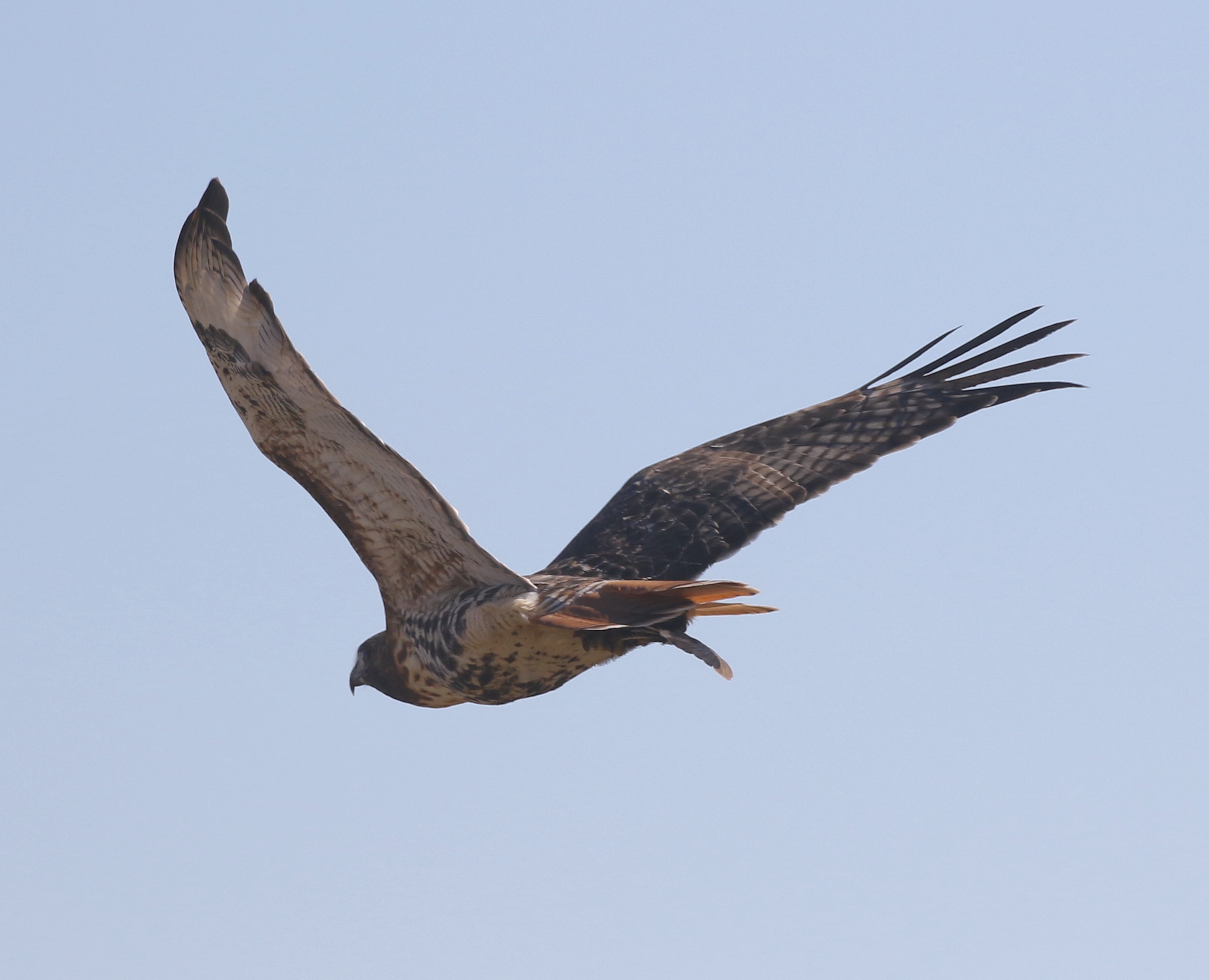 Red-tailed Hawk with a freshly-caught Yellow Rail.