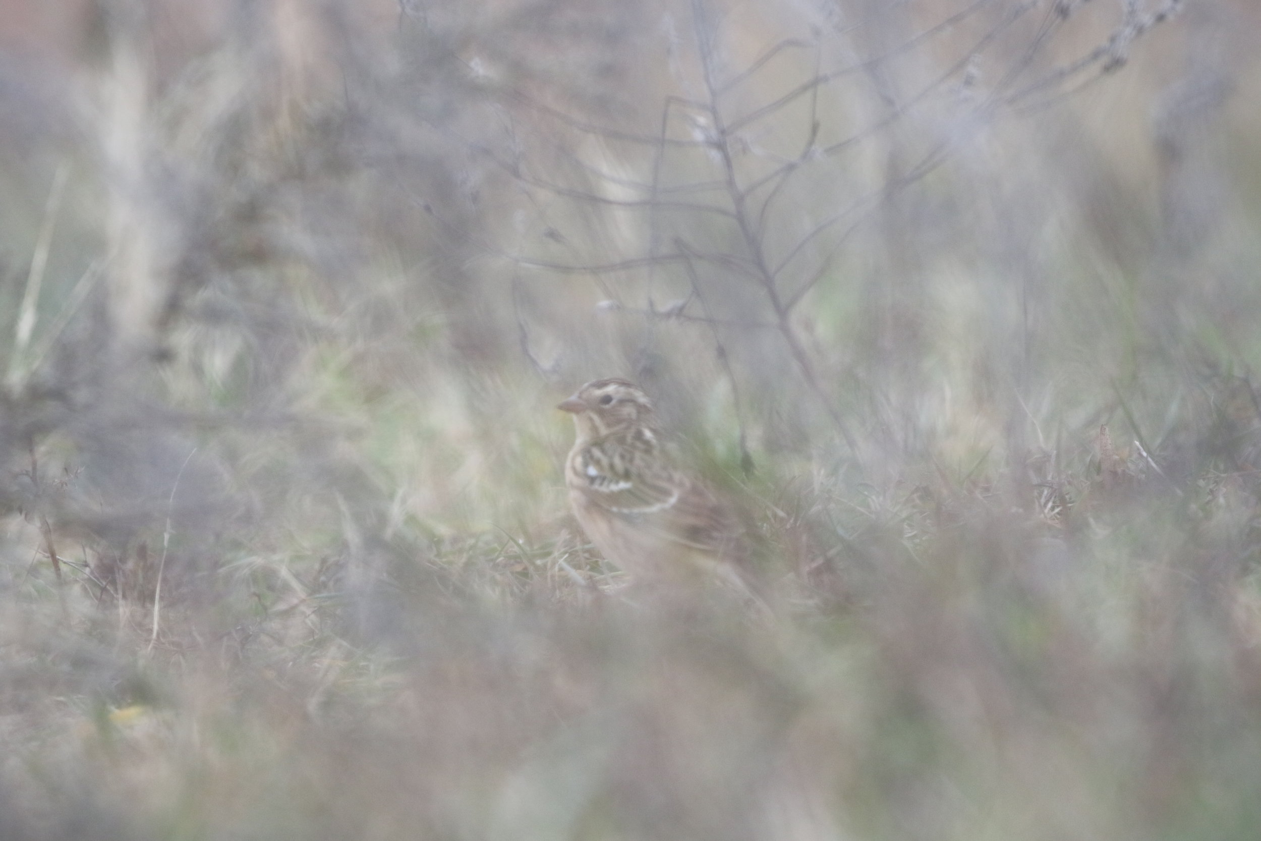 With patience, I knew I could get a better shot- but still I was impressed I got this close! 