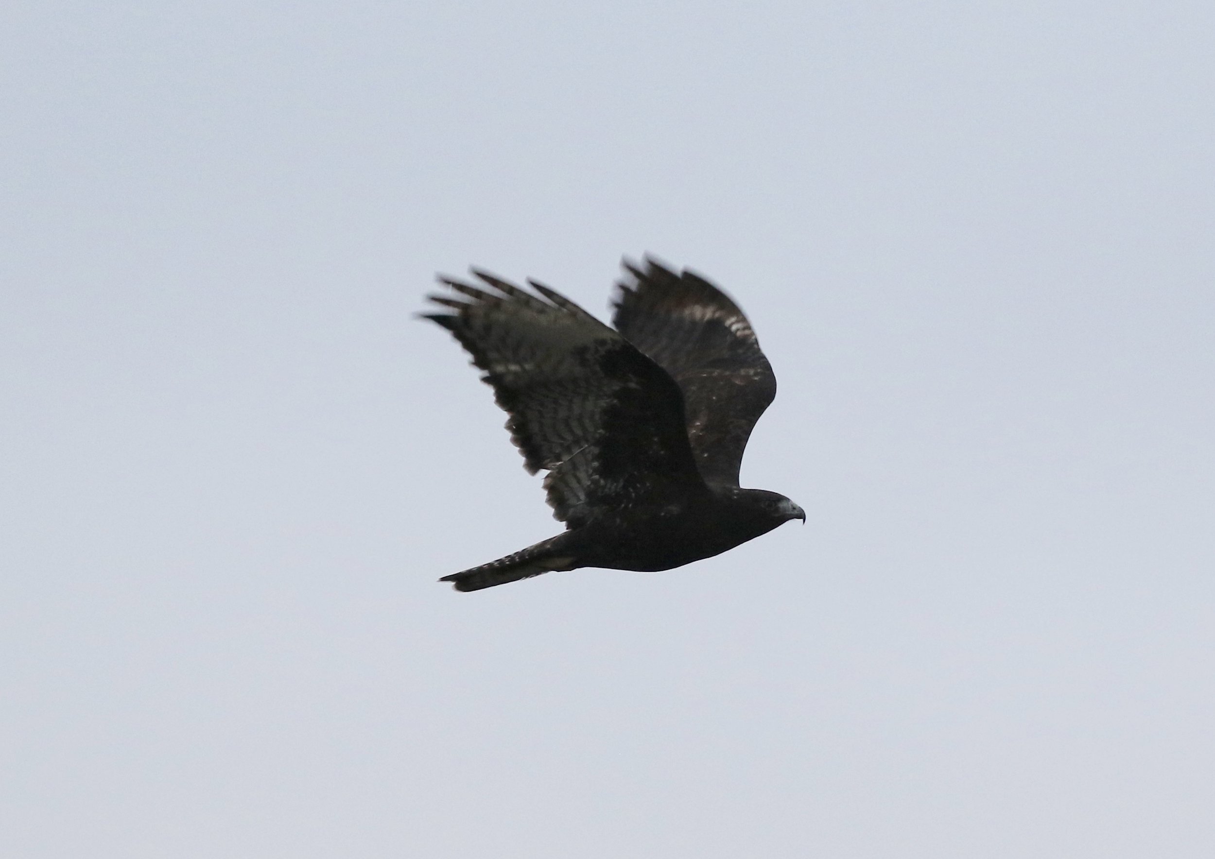 Same bird as above, hunting a field. I didn't edit this photo to lighten it, but the bird is quite dark! Notice the barring on top of the tail, barely visible from the side. I'd assume this bird is an adult, but can't tell for sure. 