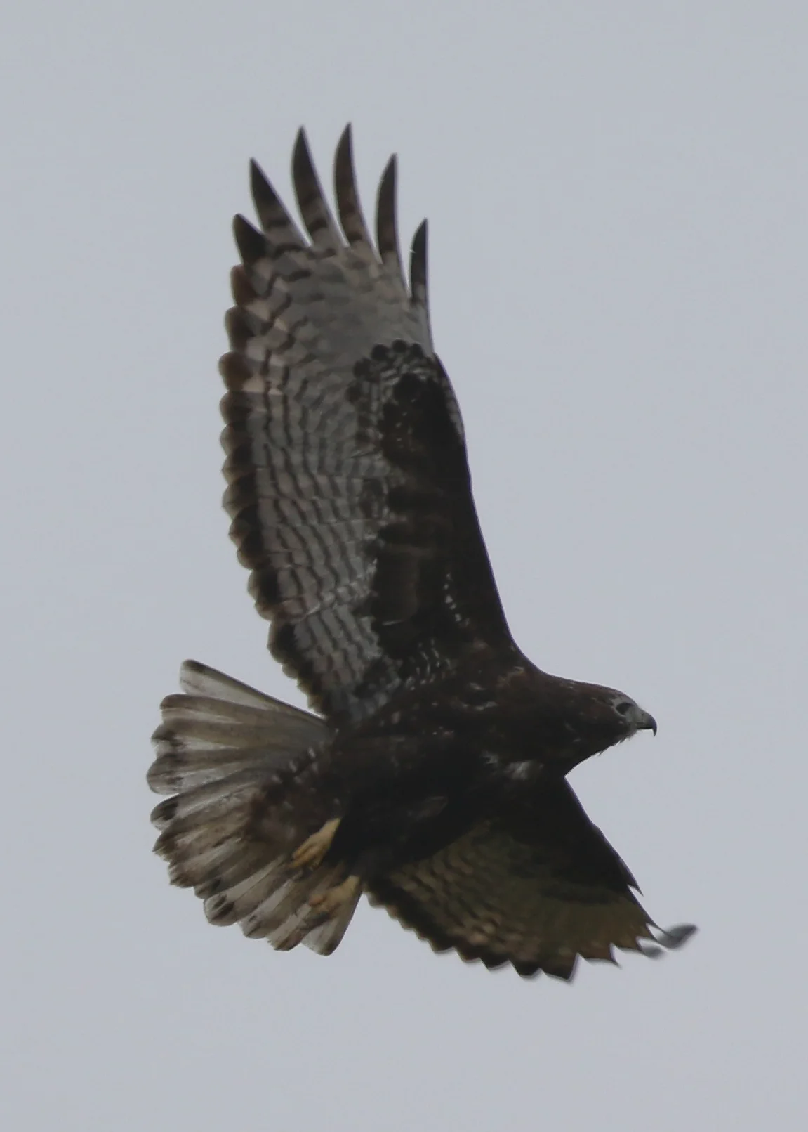 Here's a cropped photo of an adult Harlan's Red-tailed Hawk. Notice the flecking and splotchiness of the black pigmentation on the tail, with a faint red cast visible from the underside. Also visible in this photo is the expected thinner barring, showing "waviness" on the underside of the wing feathers. The dark eyes and unbarred tail are features that when combined, help point to an adult bird. 