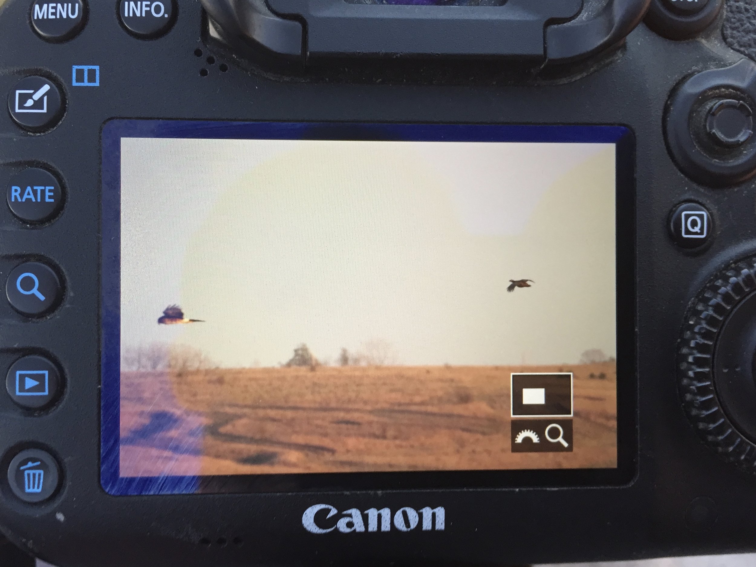 Success! My bird-finding skills continue to be reliant on Northern Harriers... MVB of my Big Year.