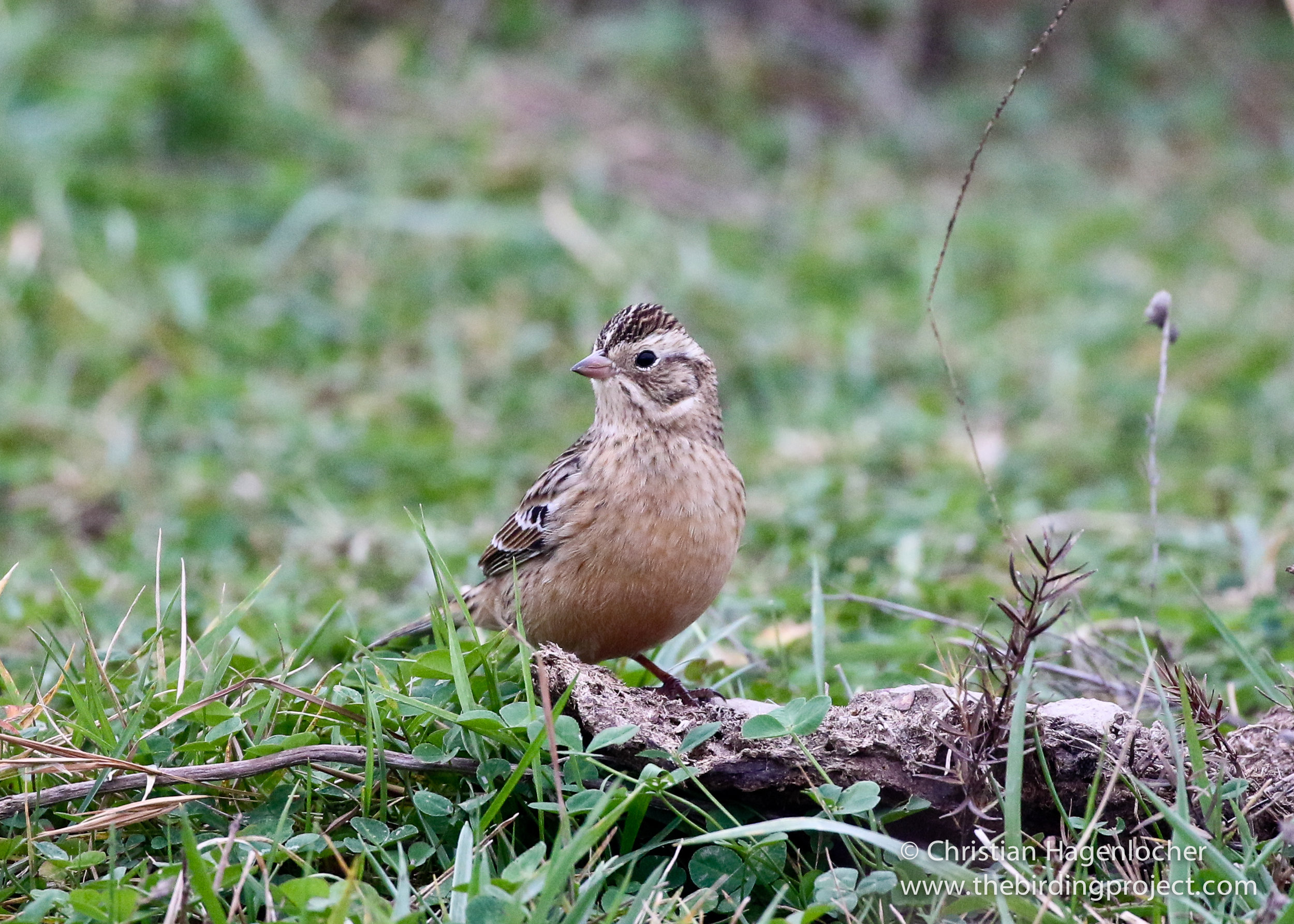 An edited version of a Smith's Longspur, showing the orangish breast and bold face pattern