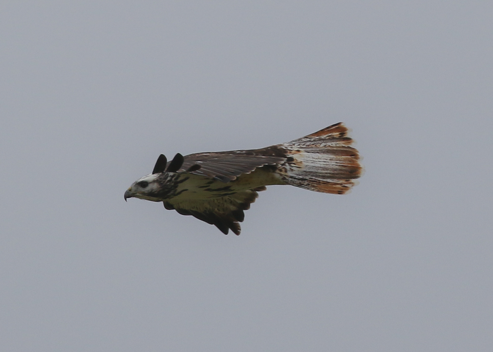 This light-phase adult Harlan's shows a weak breast band, and complex speckled tail pattern.