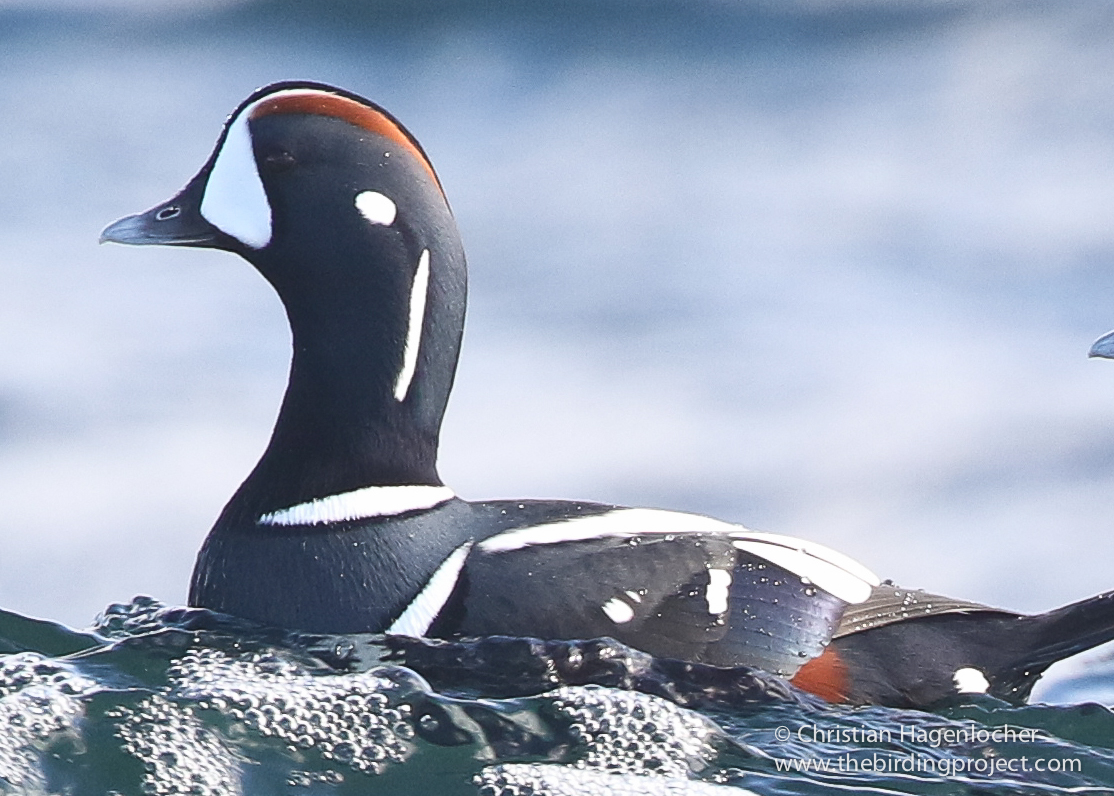 Few waterfowl are more beautiful than the male Harlequin Duck, in my humble opinion. 