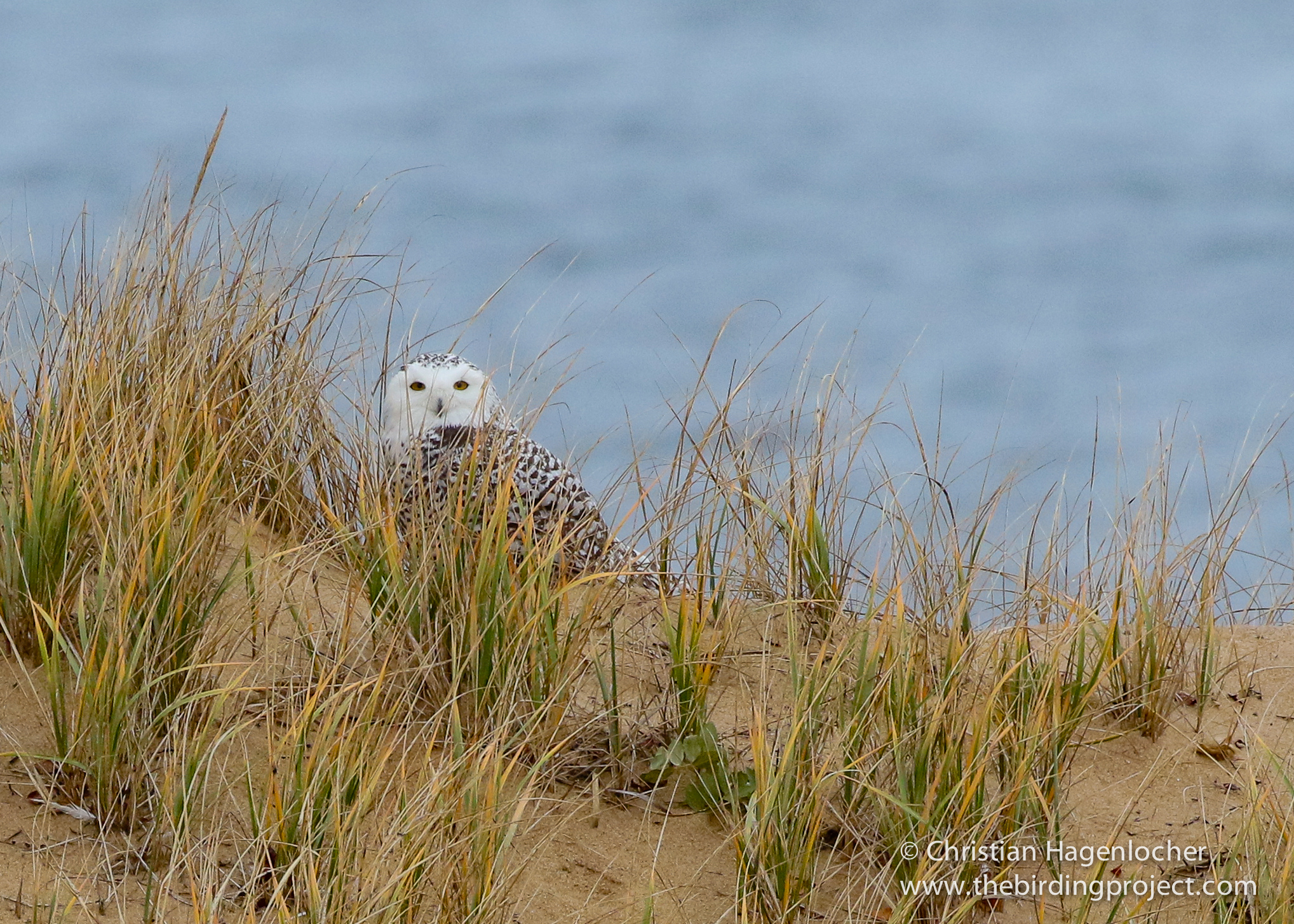 Snowy Owl in the dunes at Race Point. I haven't seen two Snowy Owls back-to-back since Attu! 
