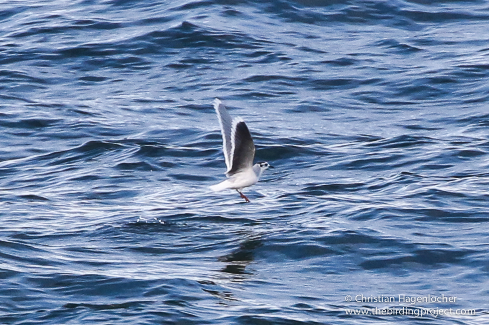 It took several tries to find Little Gull, but when I saw it, to say I was happy is an understatement. 
