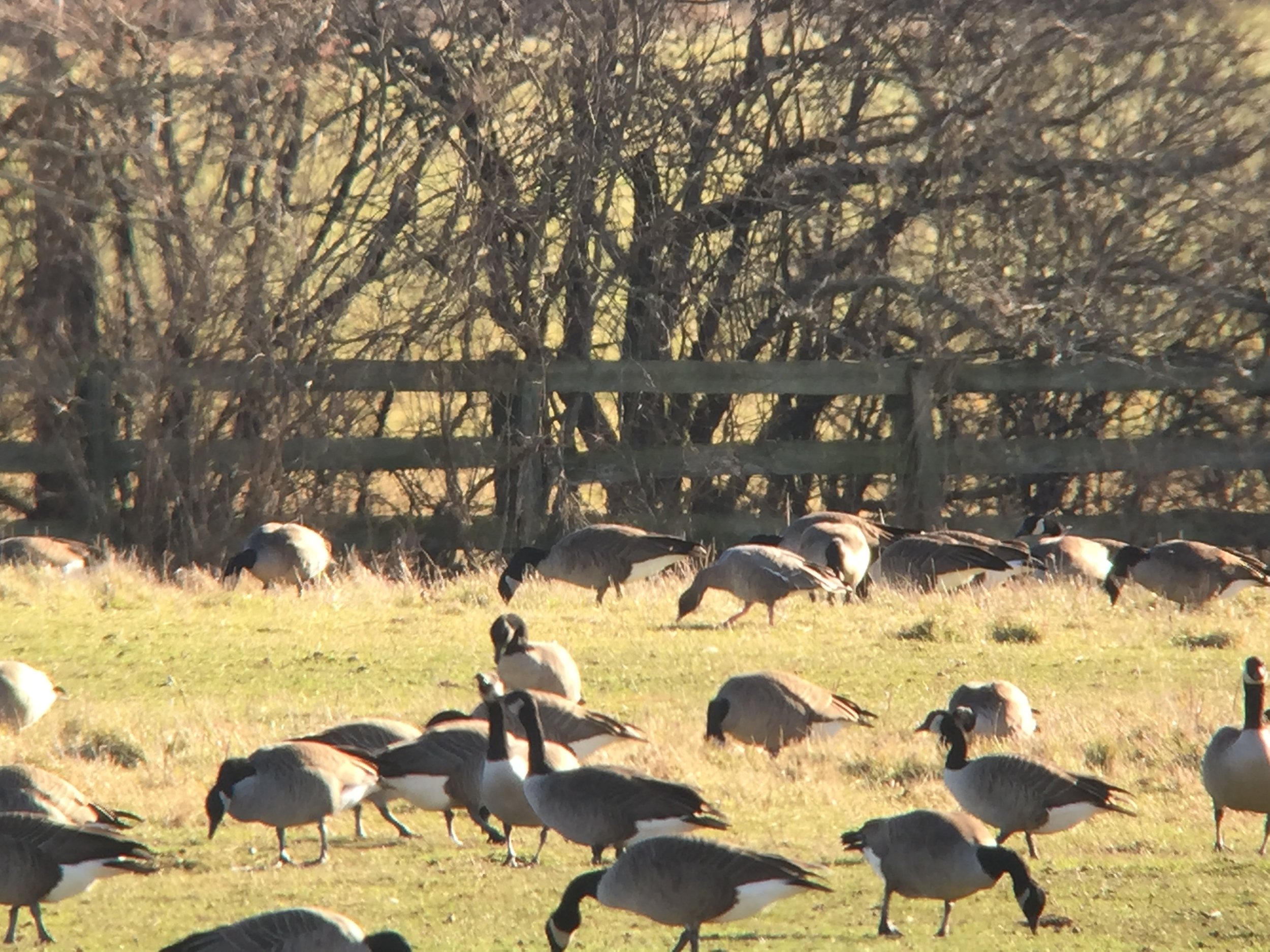 Can you find the Pink-footed Goose? 