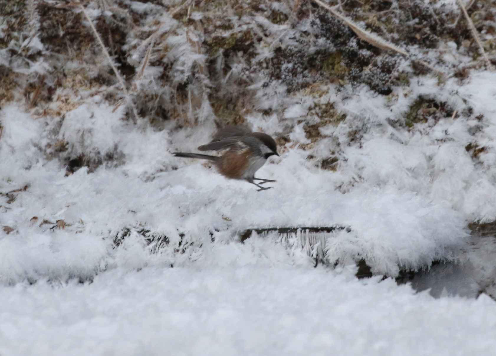 A Boreal Chickadee, with distinct chestnut flanks clearly visible.