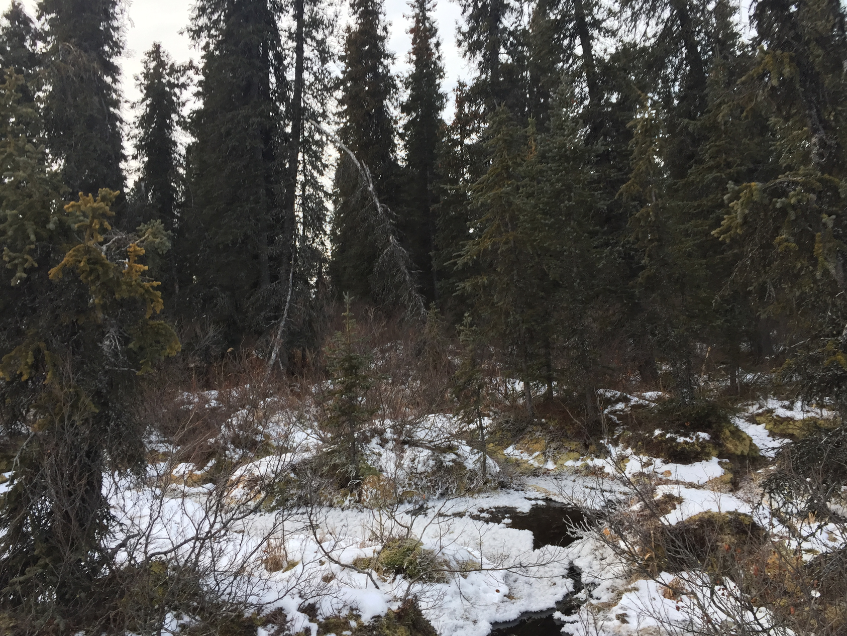 Patches of dense forest around the lake made visibility difficult- so we alerted bears to our presence by yelling cautionary announcements into the trees. No bears were seen on the ground