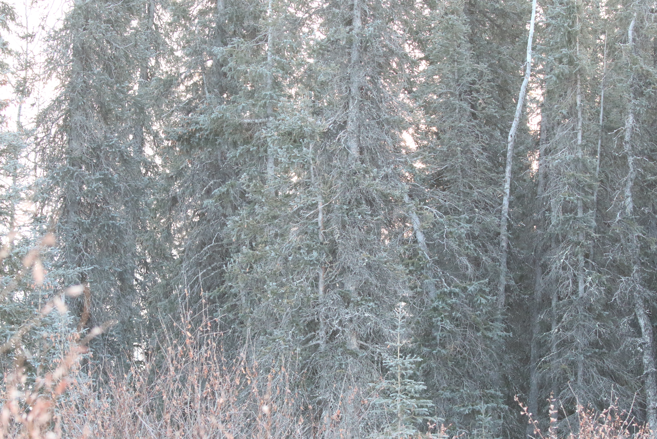 This picture was taken from where I was standing, showing the tree I saw the 'chickadee sp.' in. Middle tree, just above center is the spot I got the bird in my bins. This photo was taken at 400mm and is approximately the same view I had through bins, though slightly less magnified.