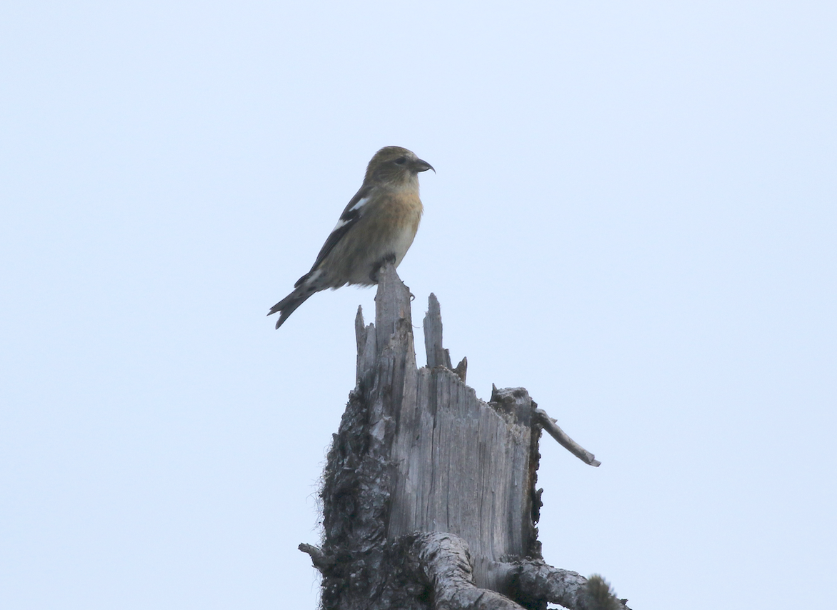 A more distant but diagnostic shot of a female White-winged Crossbill. 