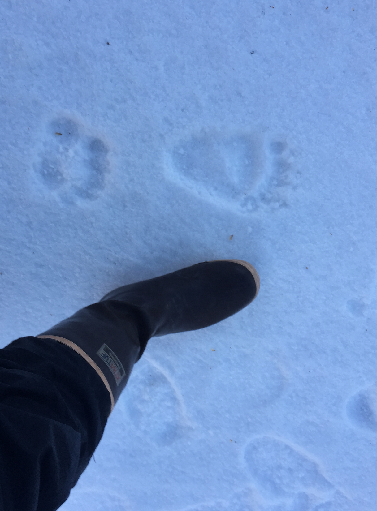 Grizzly tracks were always within sight as we followed bear trails through the northern bush. A recent snow and severe cold snap pushed the bears into hibernation- we hoped.
