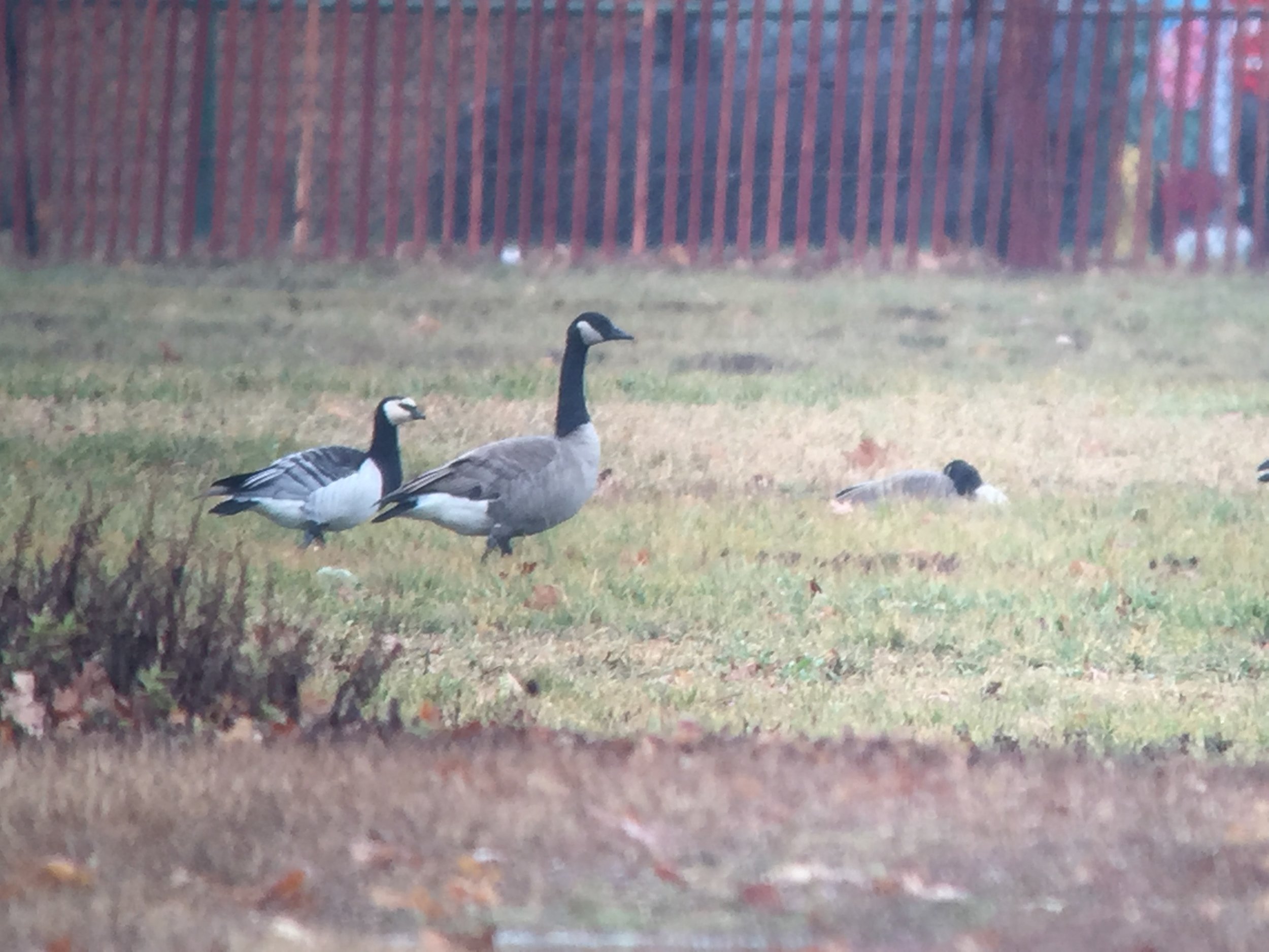 A digiscoped image through the rain