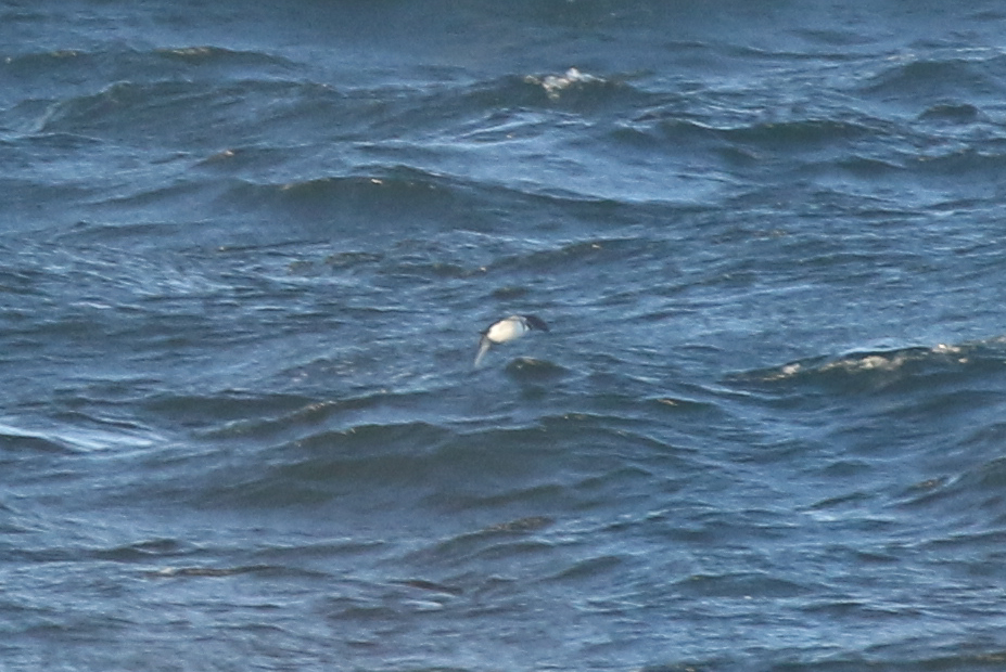 Here's one of the better bad photos of a potential Dovekie, a brief flyby of a single 'alcid sp.' 