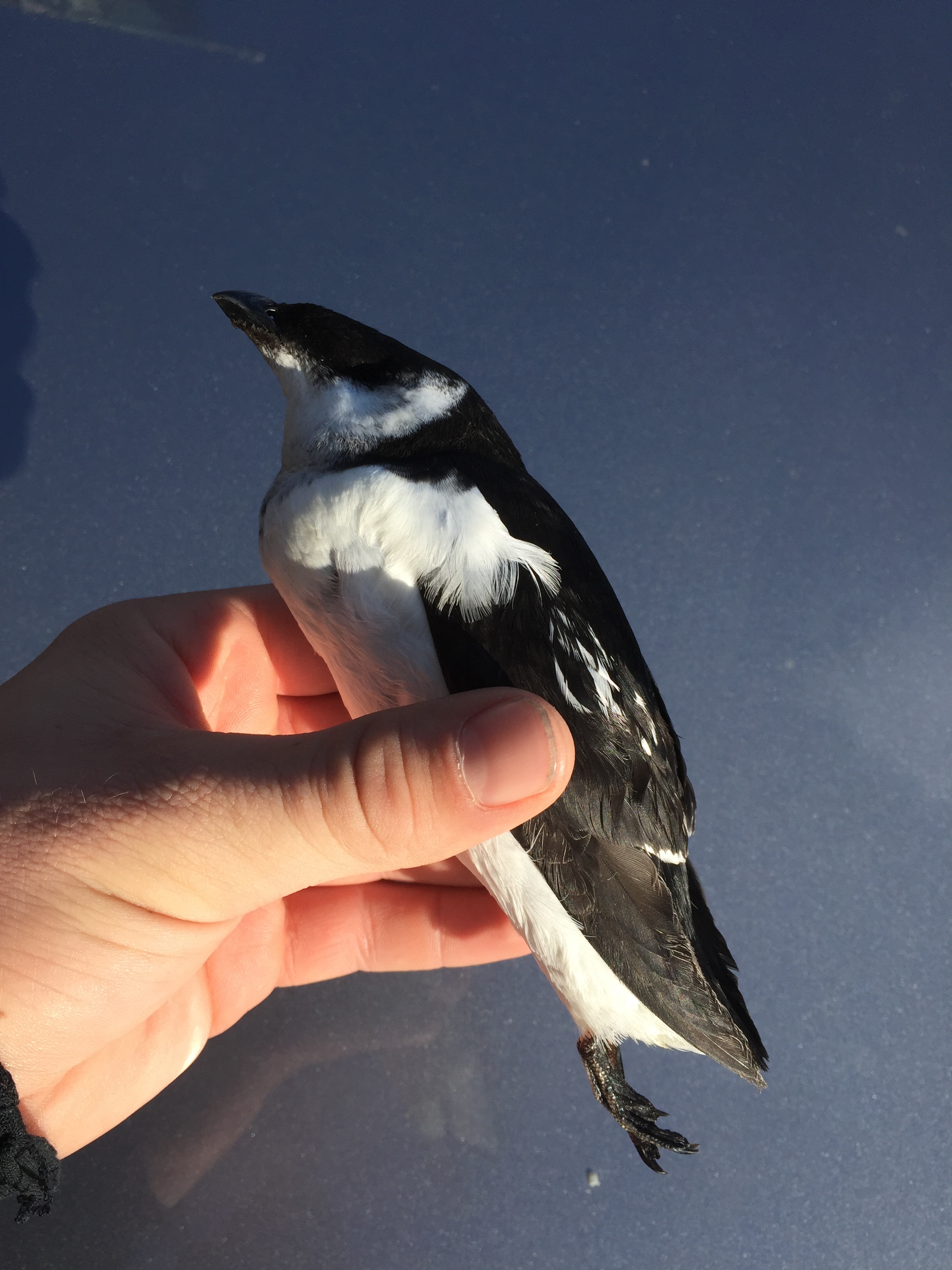 This popsicle-sized Dovekie may be as close as I get to this species in 2016- there's always next year! 