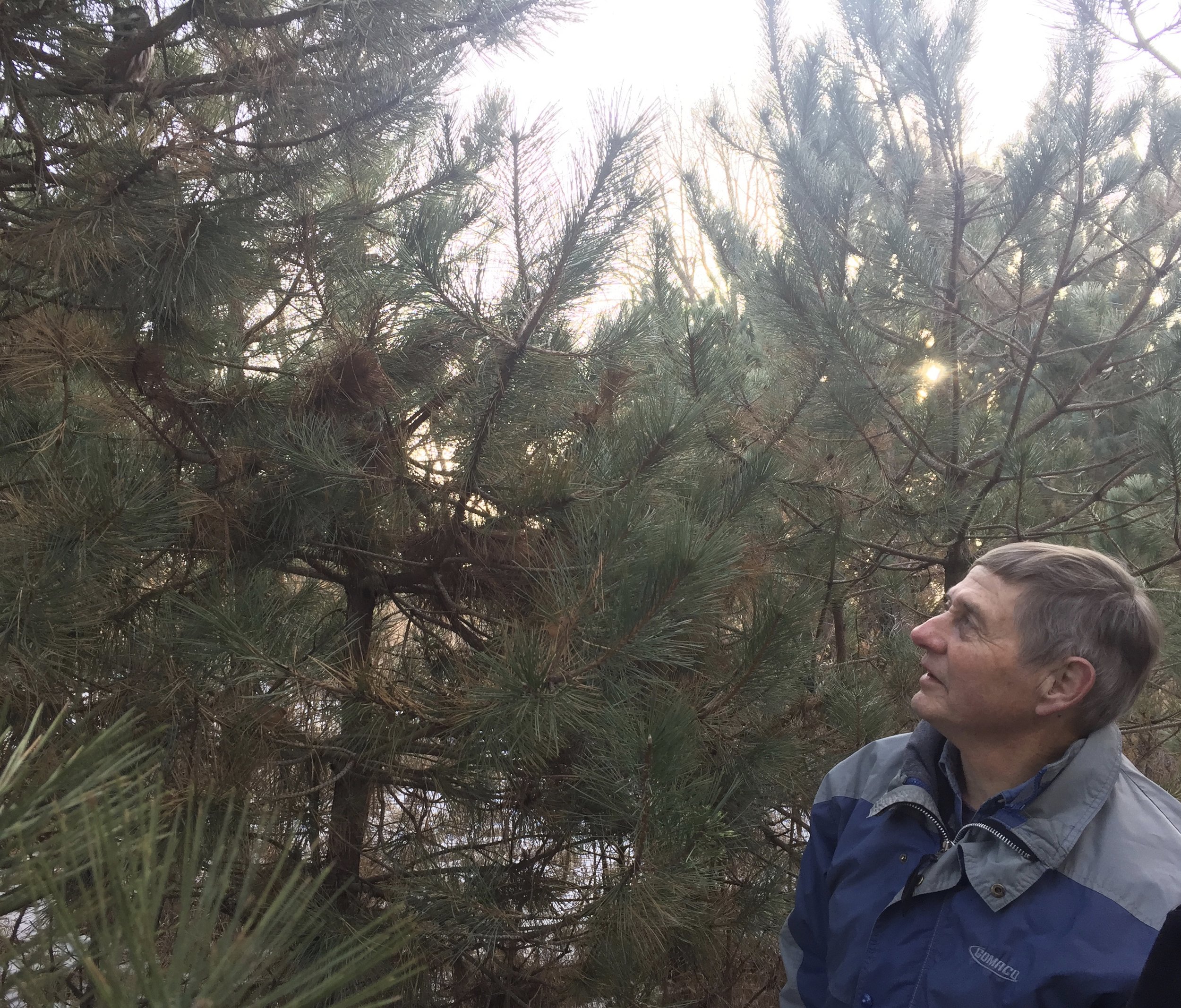 Don observes a roosting Northern Saw-whet Owl at Moorehead Pioneer Park. 
