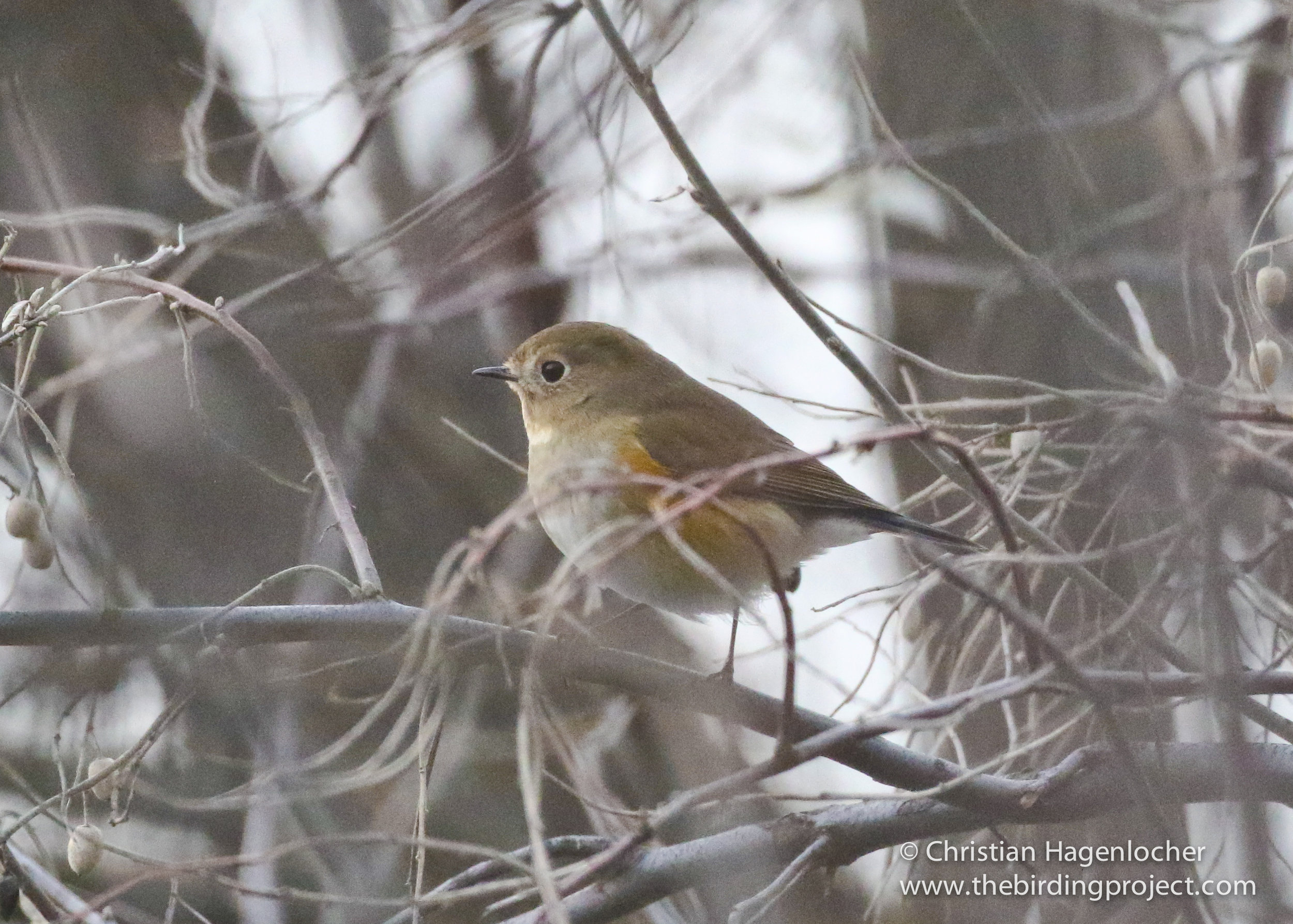 Red-flanked Bluetail, Starling and Thrushes