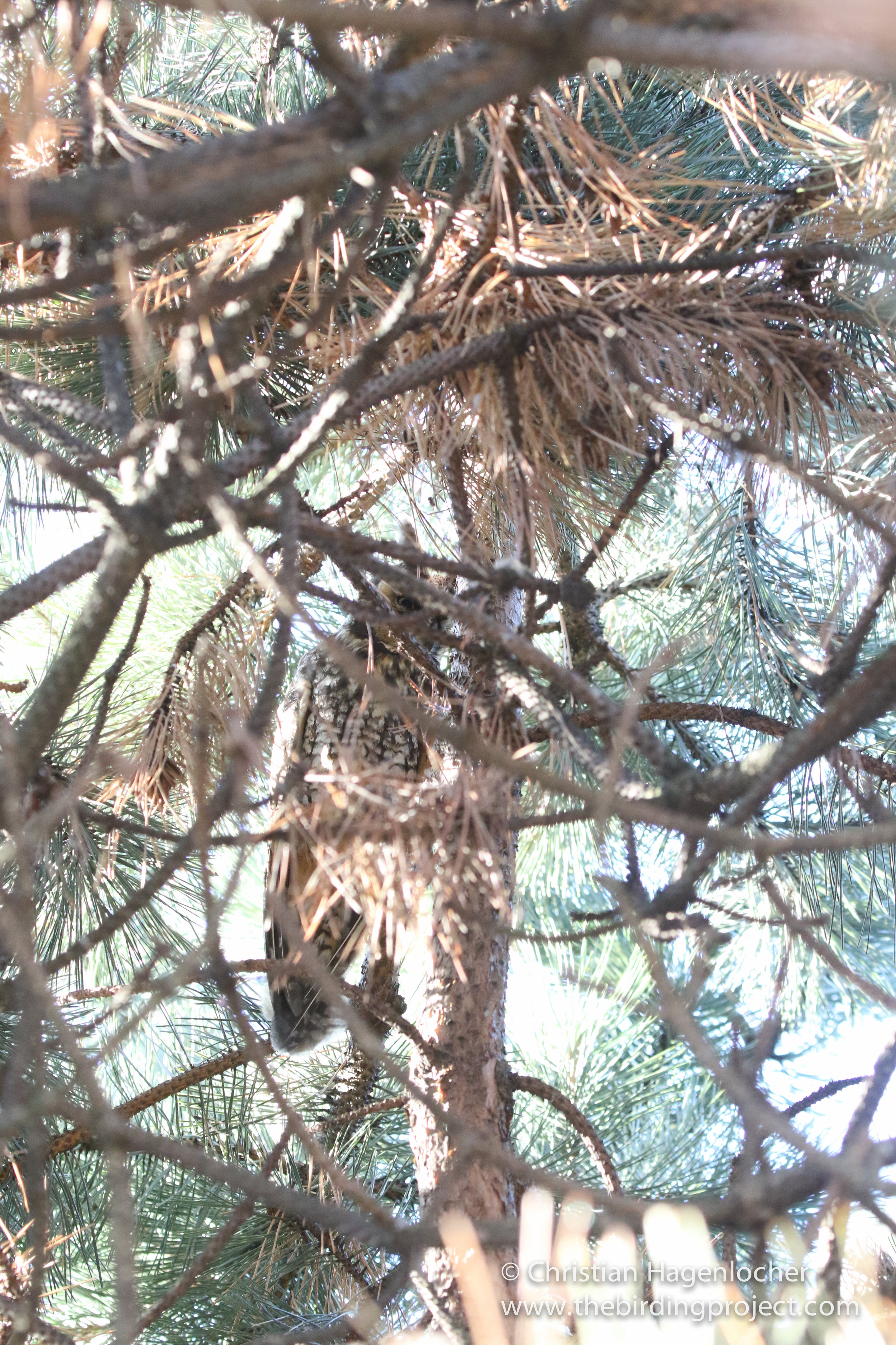 Getting an unobstructed view of roosting owls is rare- so keep your distance and enjoy from afar!